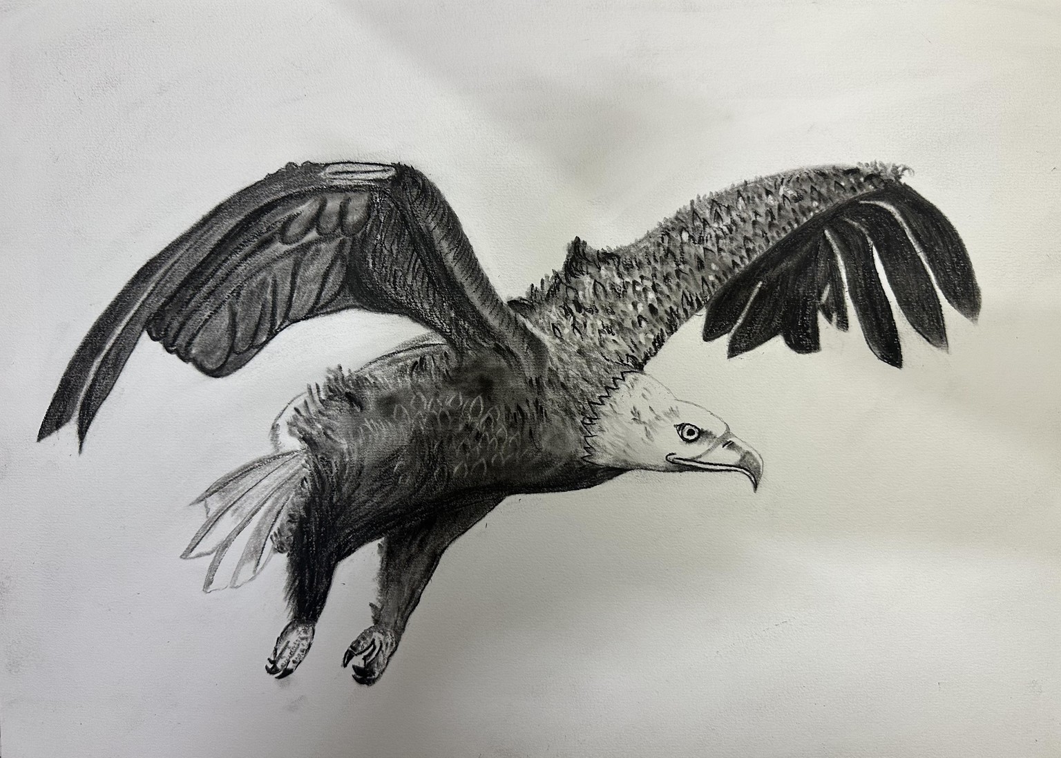 Bald eagle - image 1 - student project