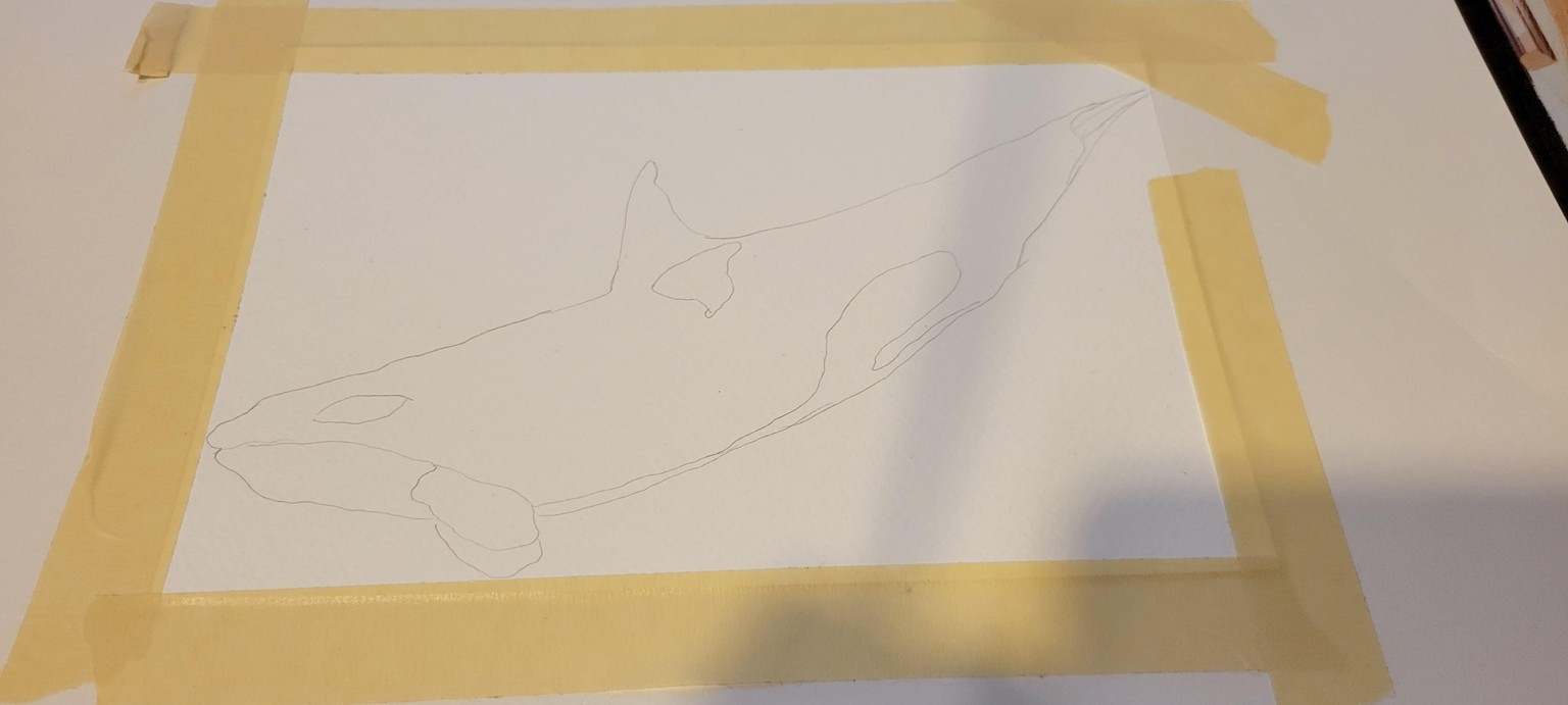 Orca Whale Watercolor painting - Lyndsay Newton - image 2 - student project