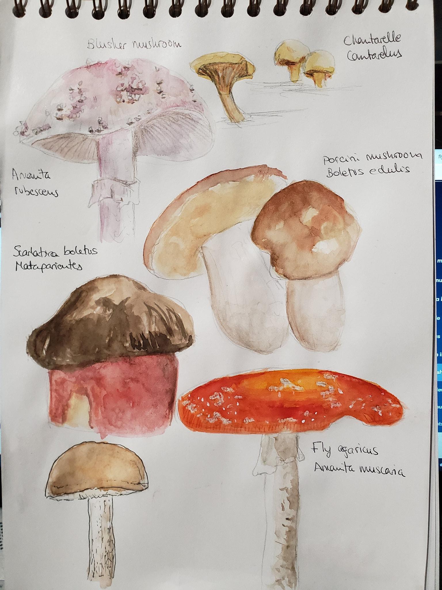 Mushrooms - image 4 - student project