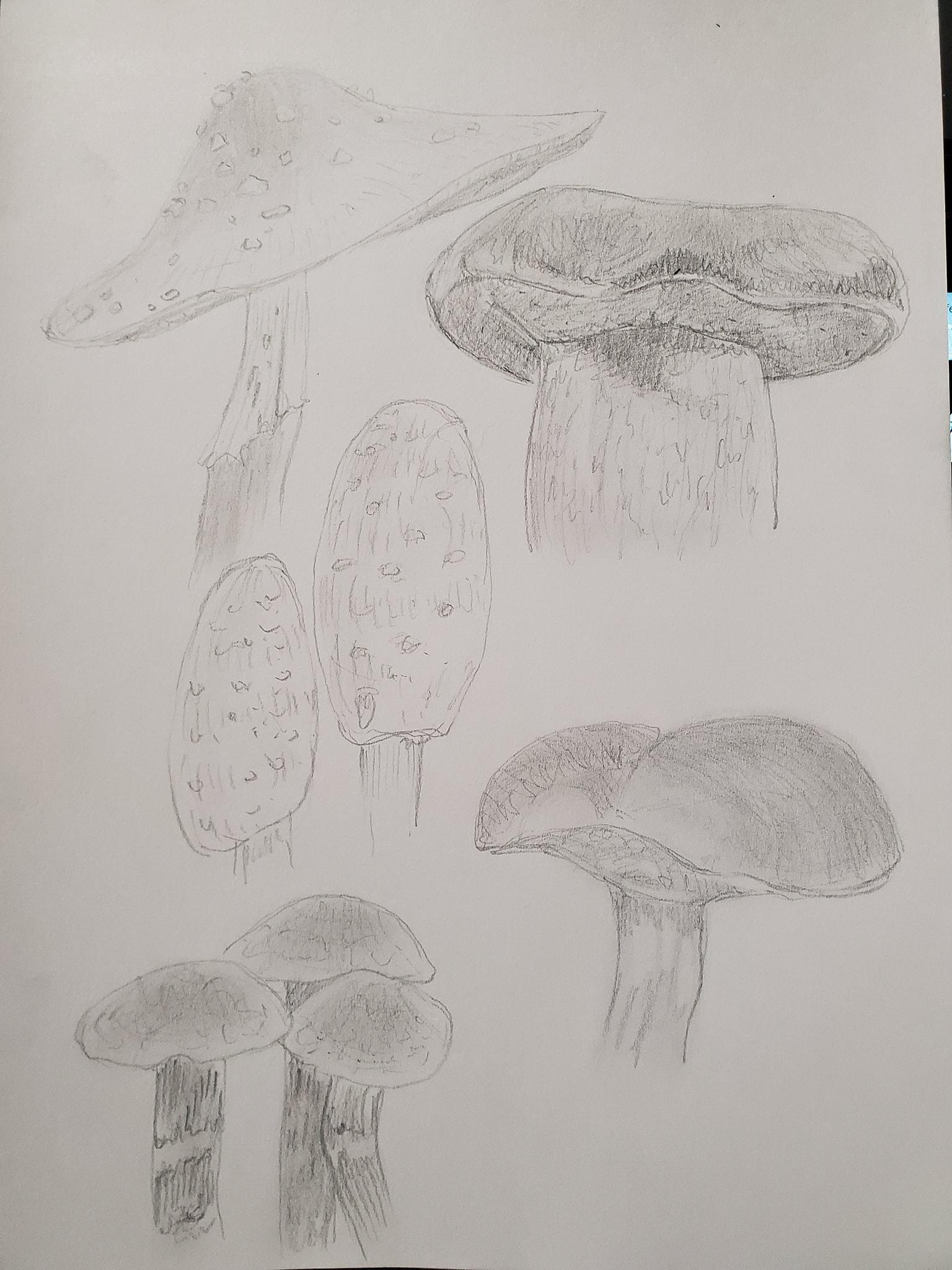 Mushrooms - image 2 - student project