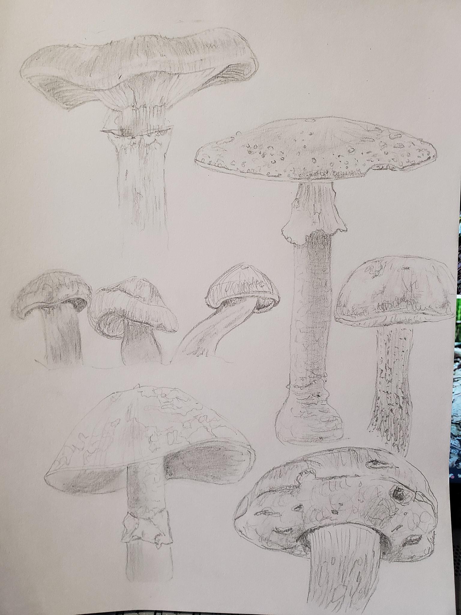 Mushrooms - image 1 - student project