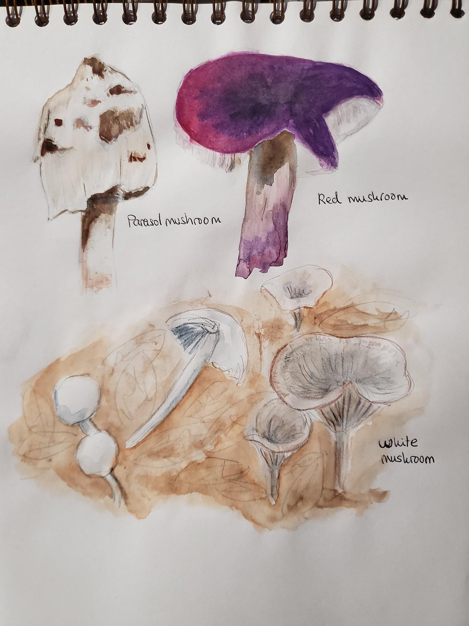 Mushrooms - image 5 - student project