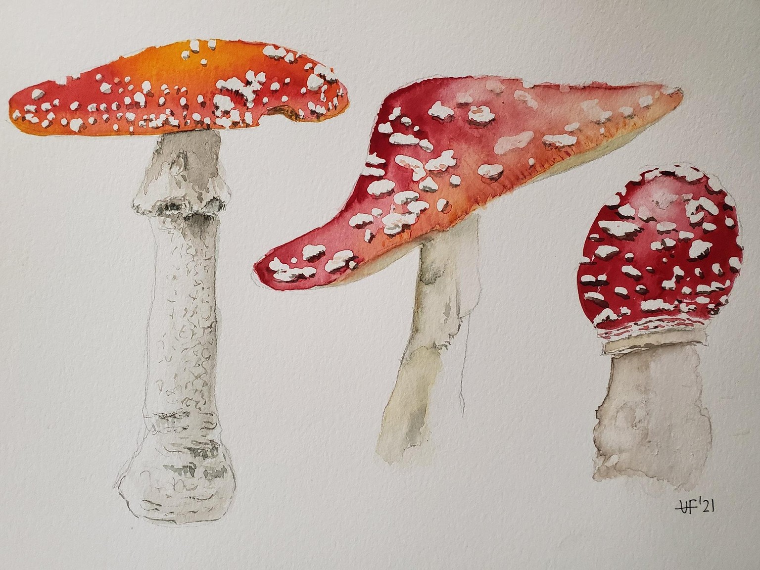 Mushrooms - image 7 - student project
