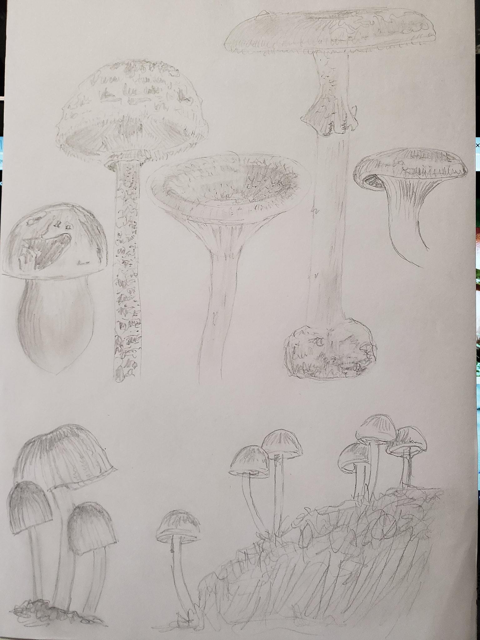 Mushrooms - image 3 - student project