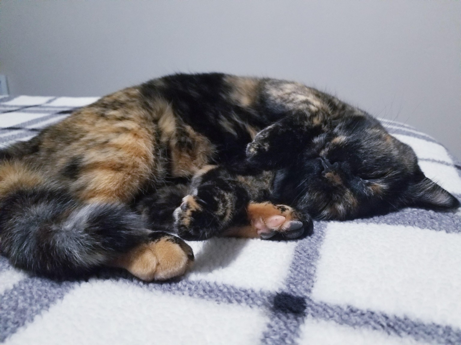 cats - image 5 - student project