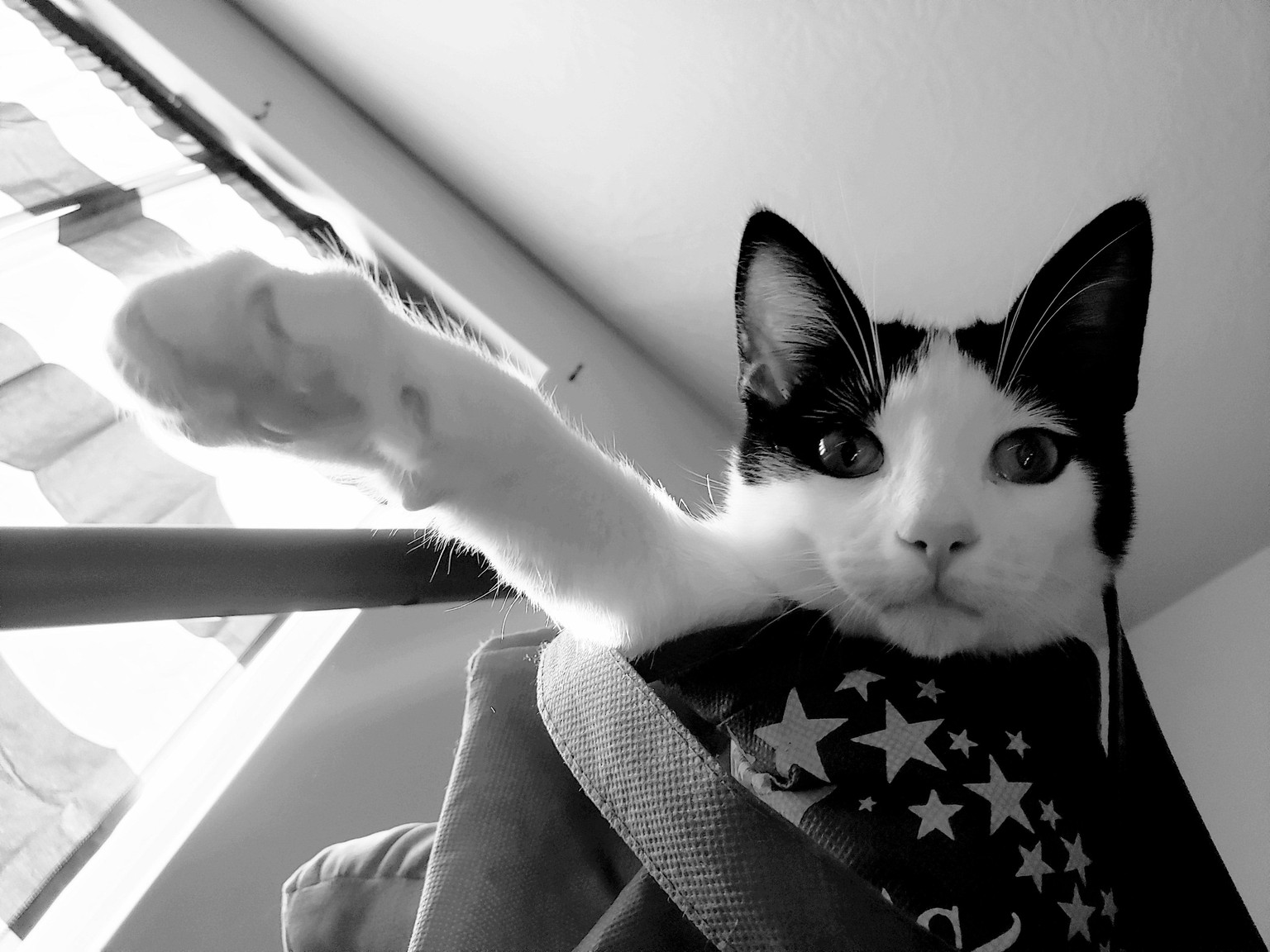 cats - image 3 - student project