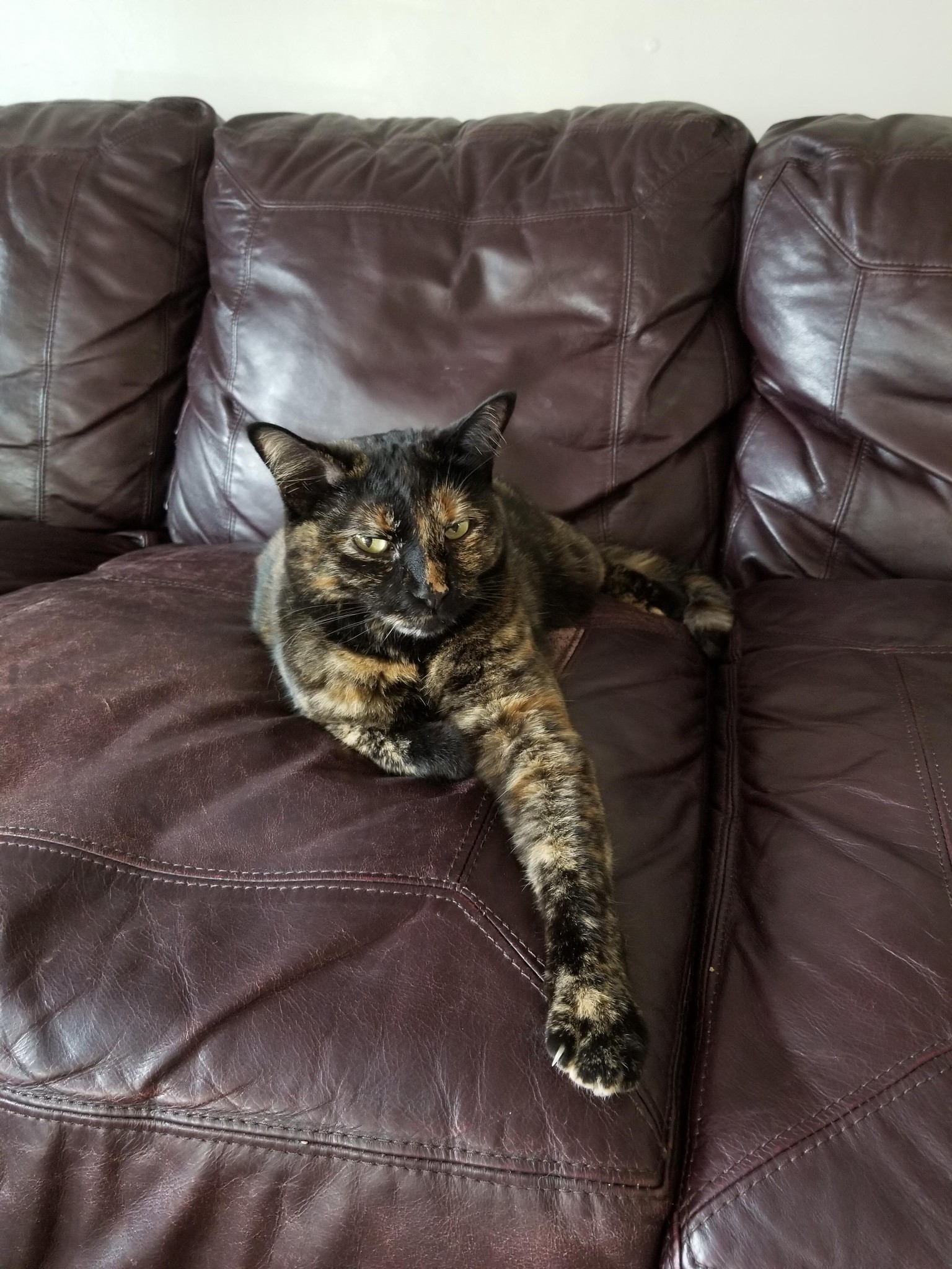 cats - image 2 - student project
