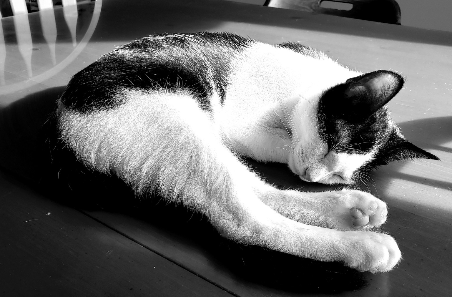 cats - image 6 - student project