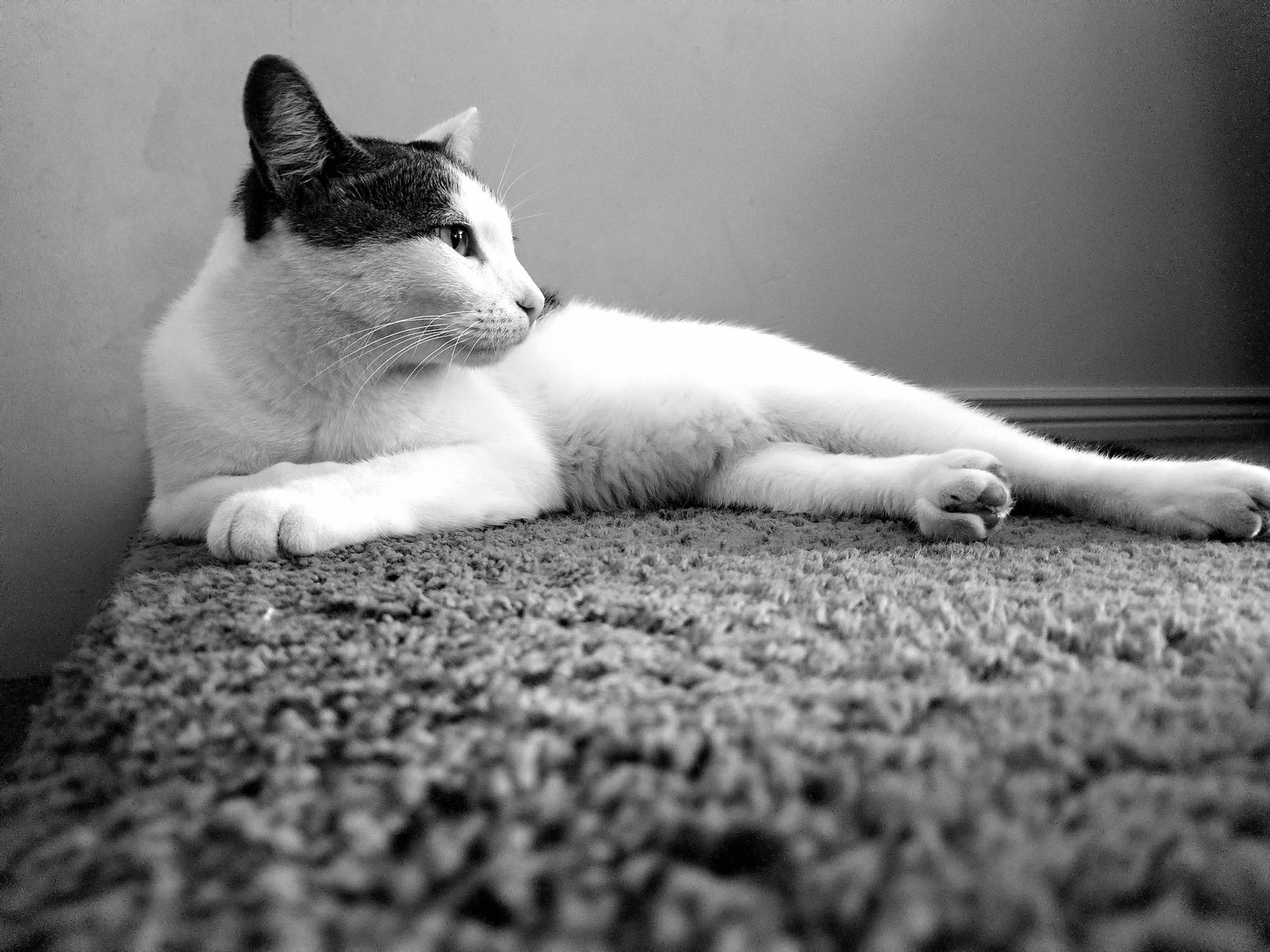 cats - image 1 - student project
