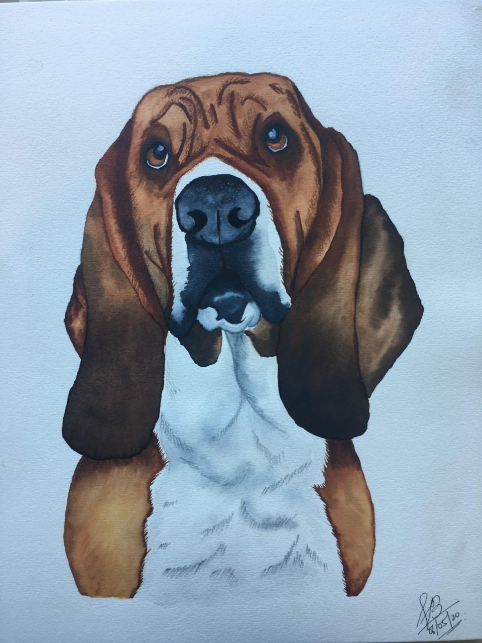Cooper - Basset Hound - image 1 - student project
