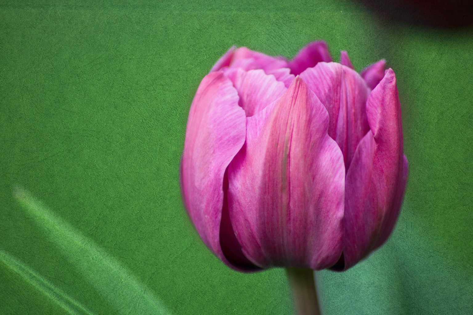 My Practice Project in Master Blend Modes - image 20 - student project