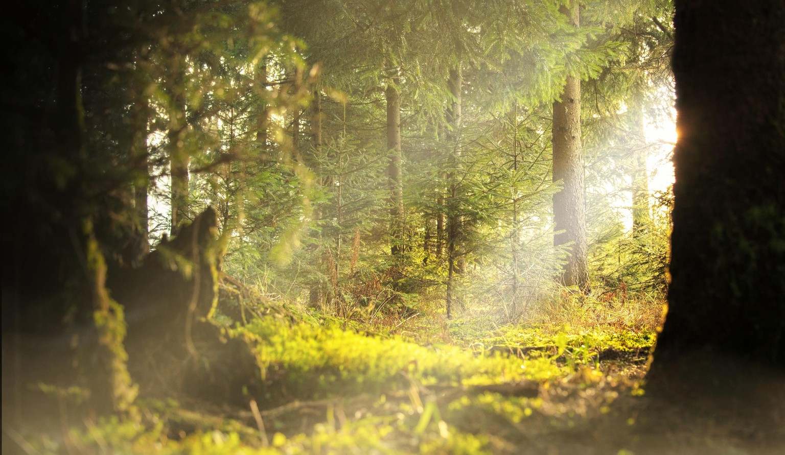 My Practice Project in Master Blend Modes - image 4 - student project
