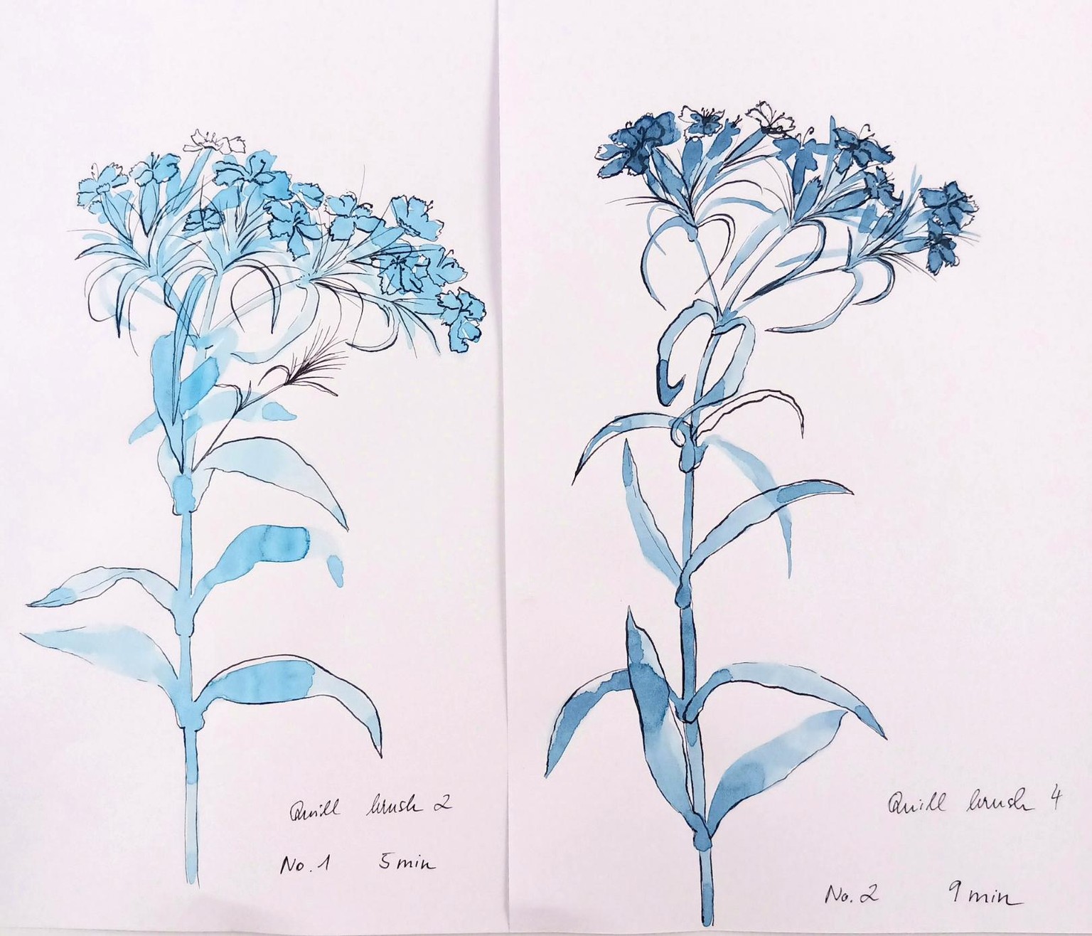 Sweet william/yarrow/elderberry in watercolor and ink - image 1 - student project