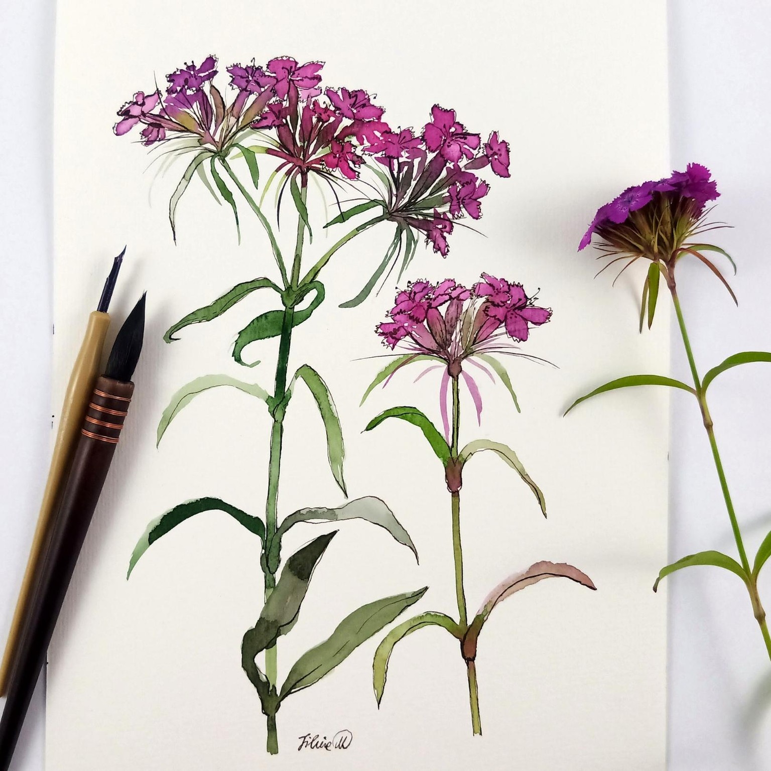 Sweet william/yarrow/elderberry in watercolor and ink - image 2 - student project