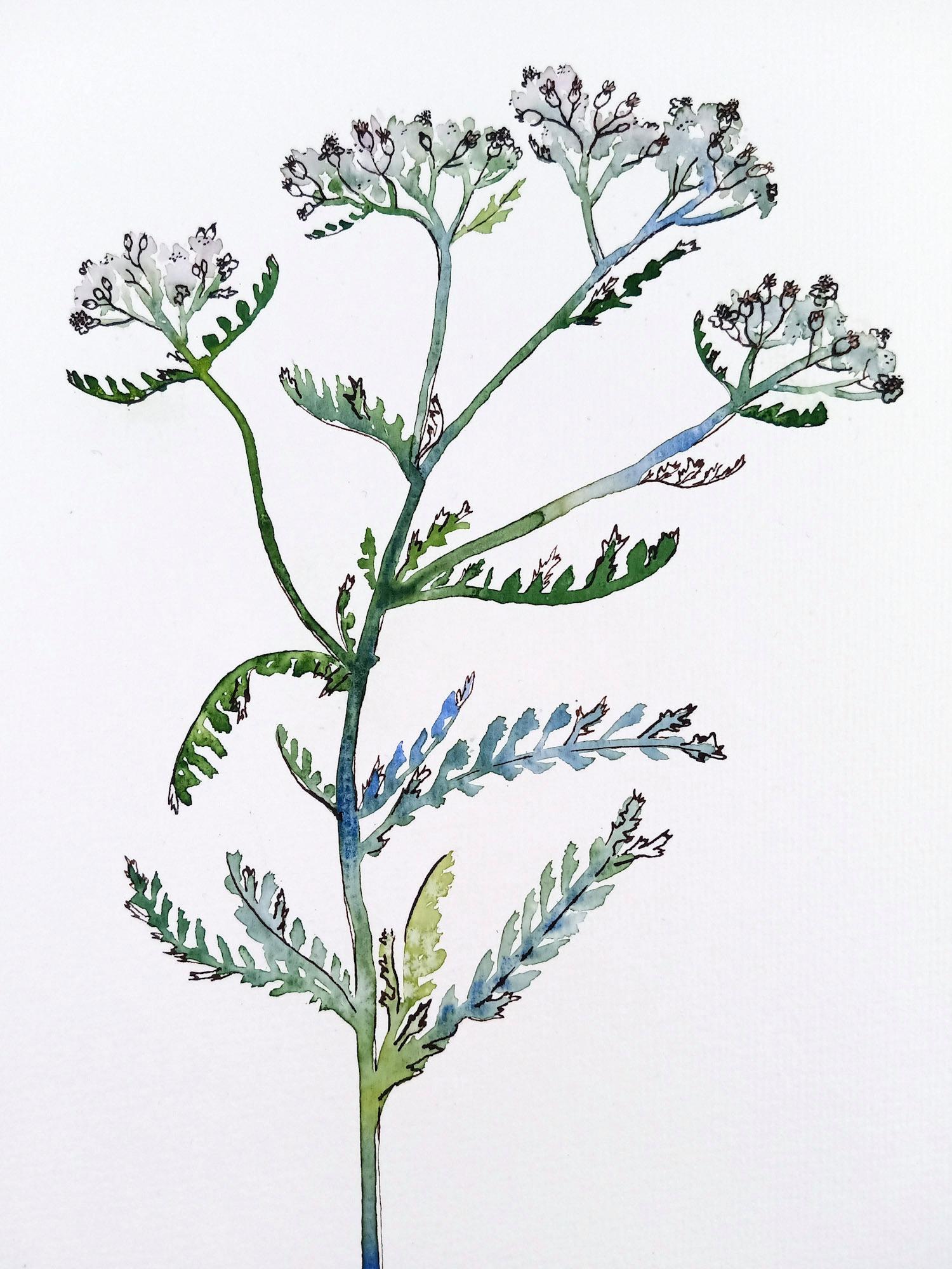 Sweet william/yarrow/elderberry in watercolor and ink - image 3 - student project