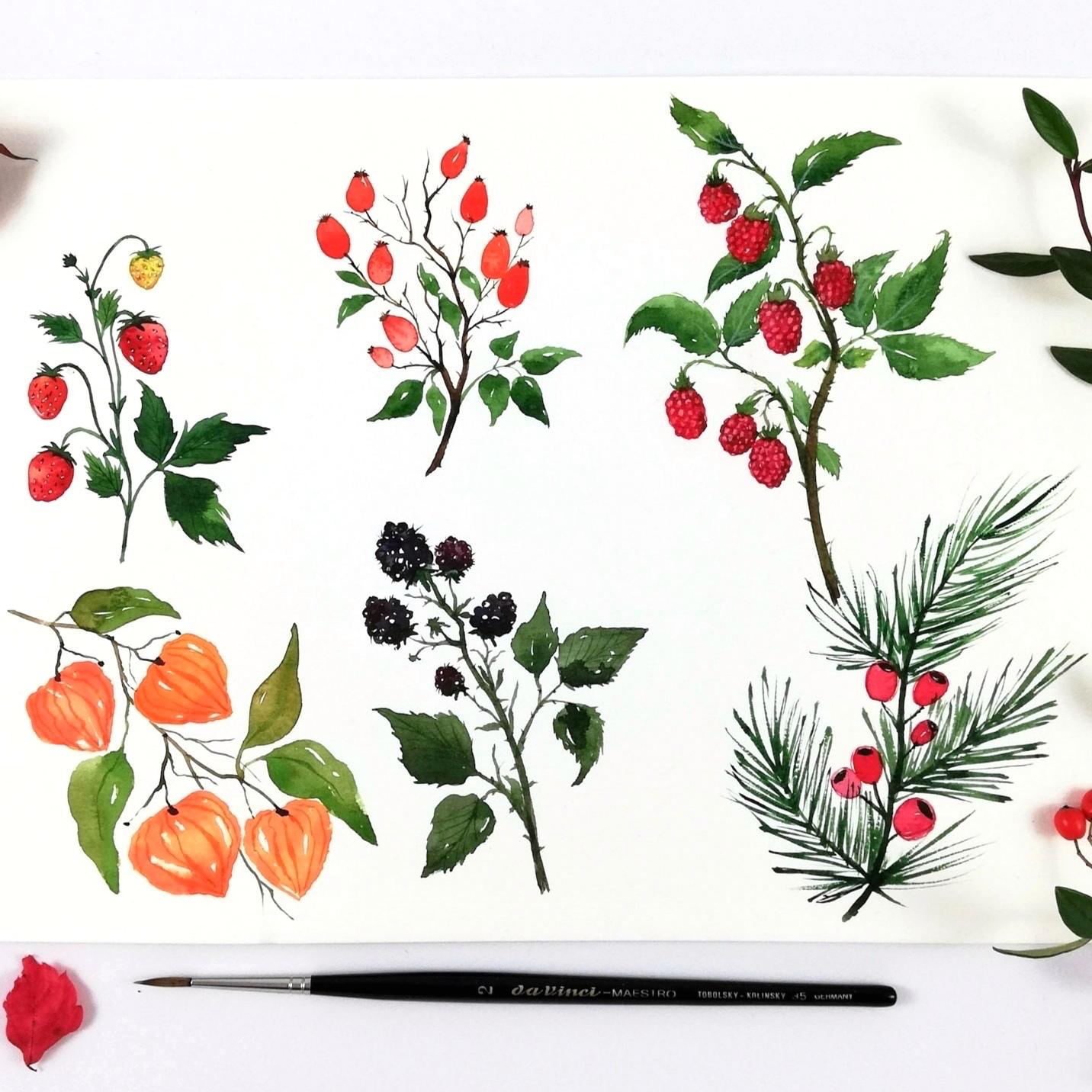 Watercolor berries - image 2 - student project