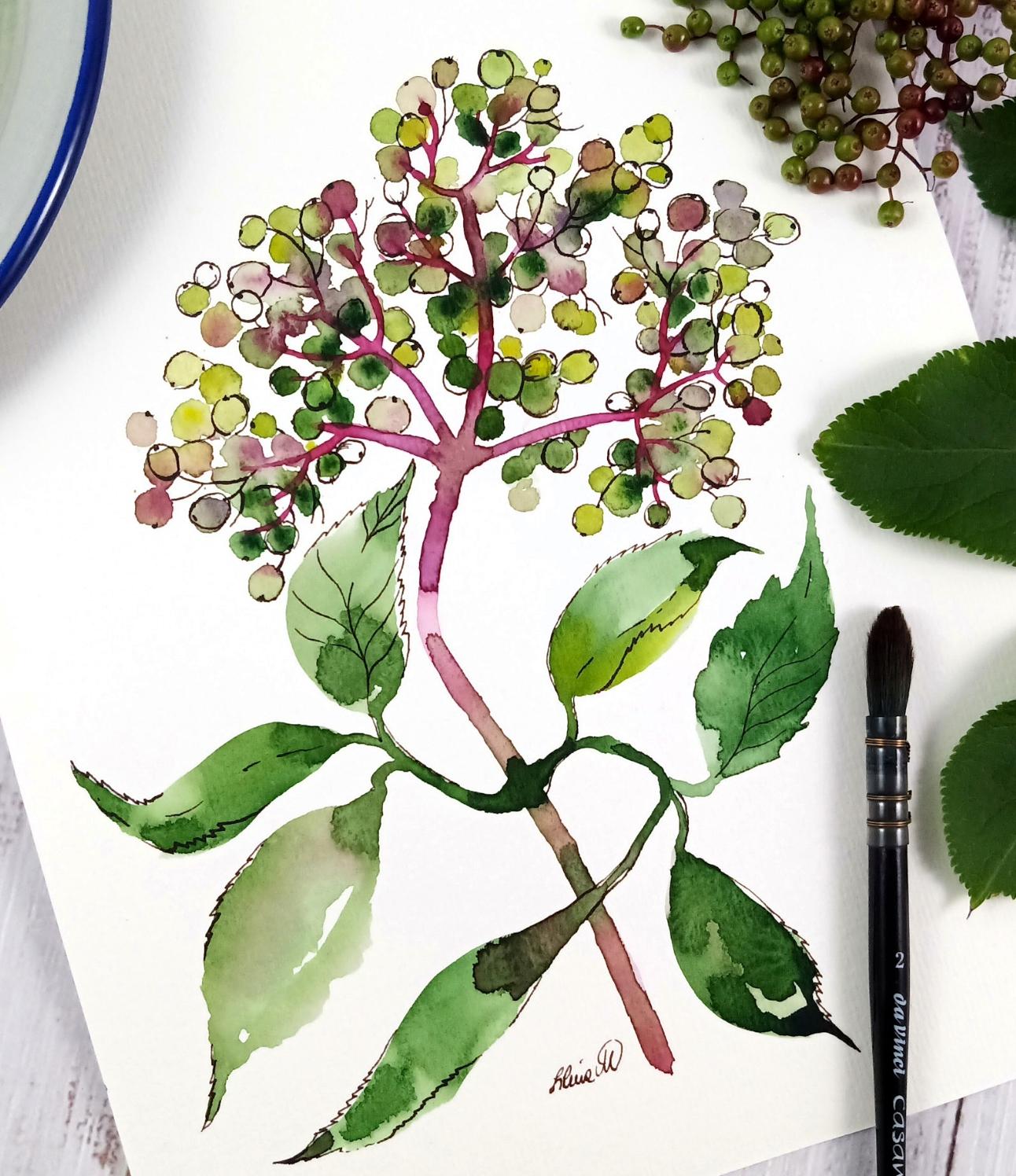 Sweet william/yarrow/elderberry in watercolor and ink - image 4 - student project