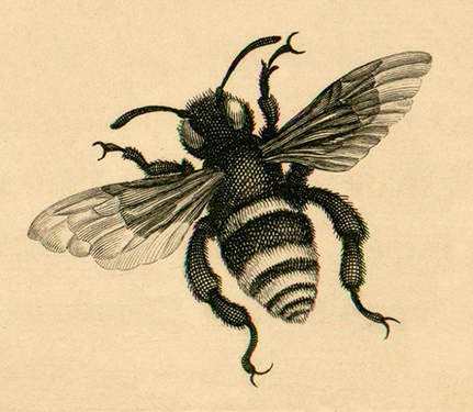 Queen bee - image 1 - student project