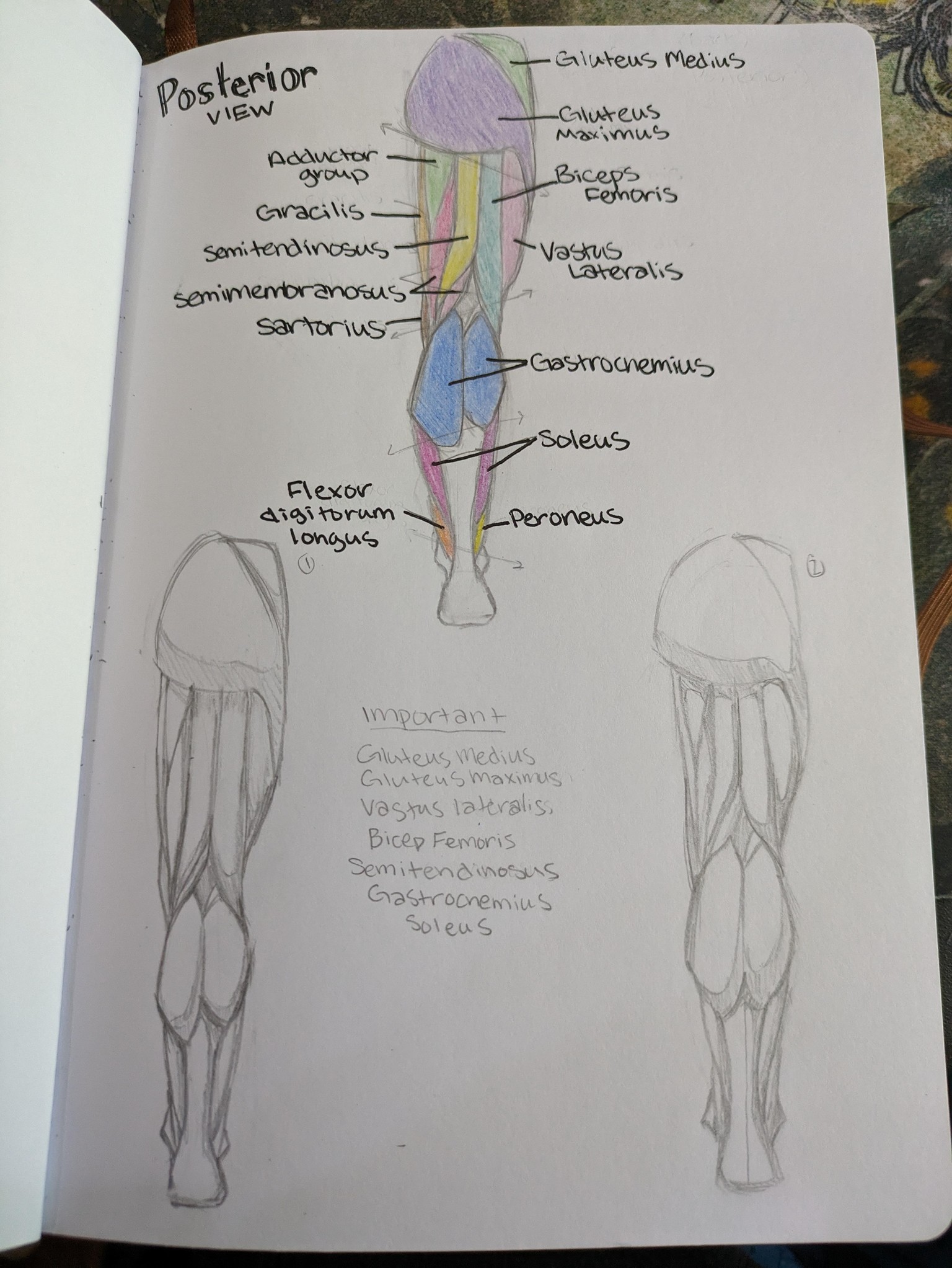 My sketchbook studies - image 2 - student project