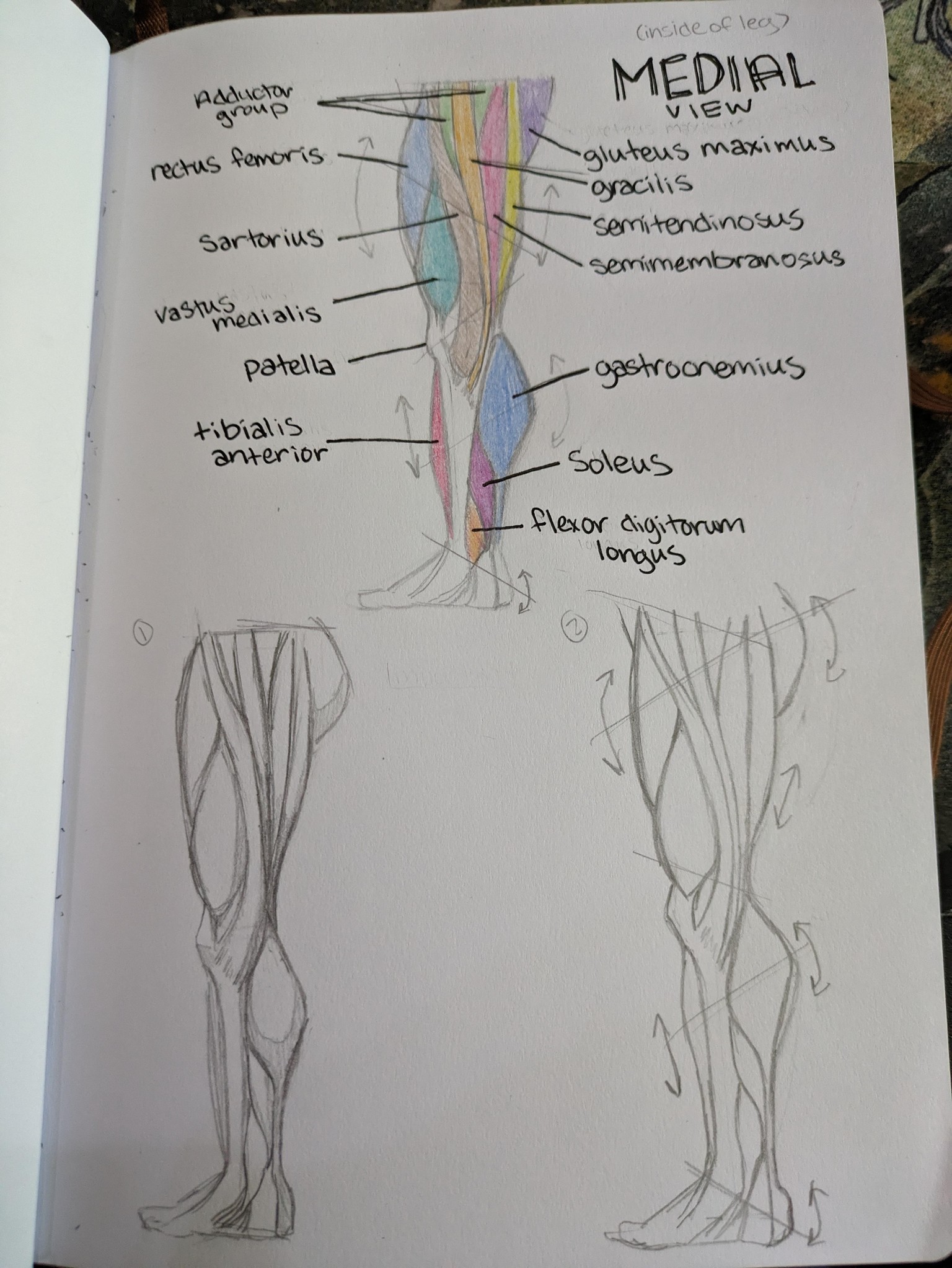 My sketchbook studies - image 3 - student project