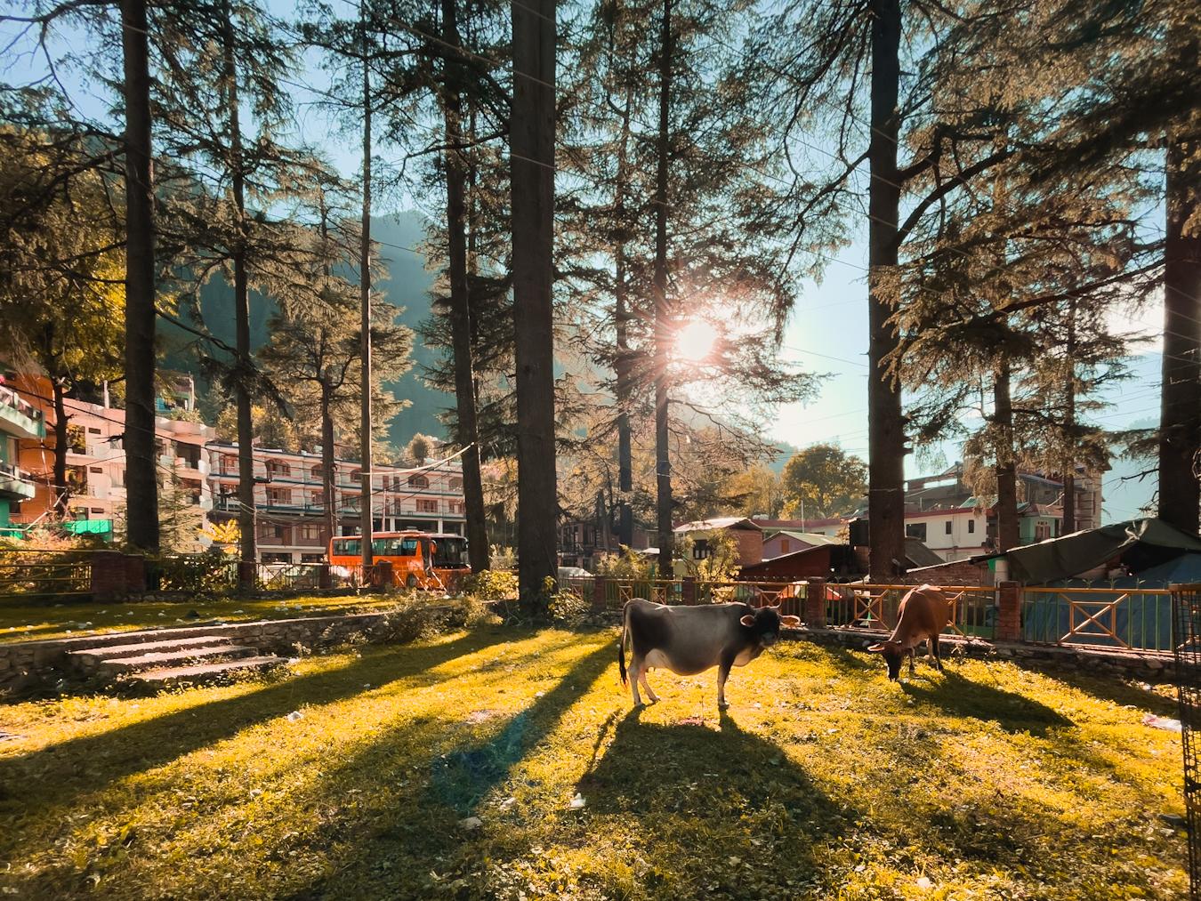 Images from Delhi and Himachal Pradesh (India) - image 3 - student project