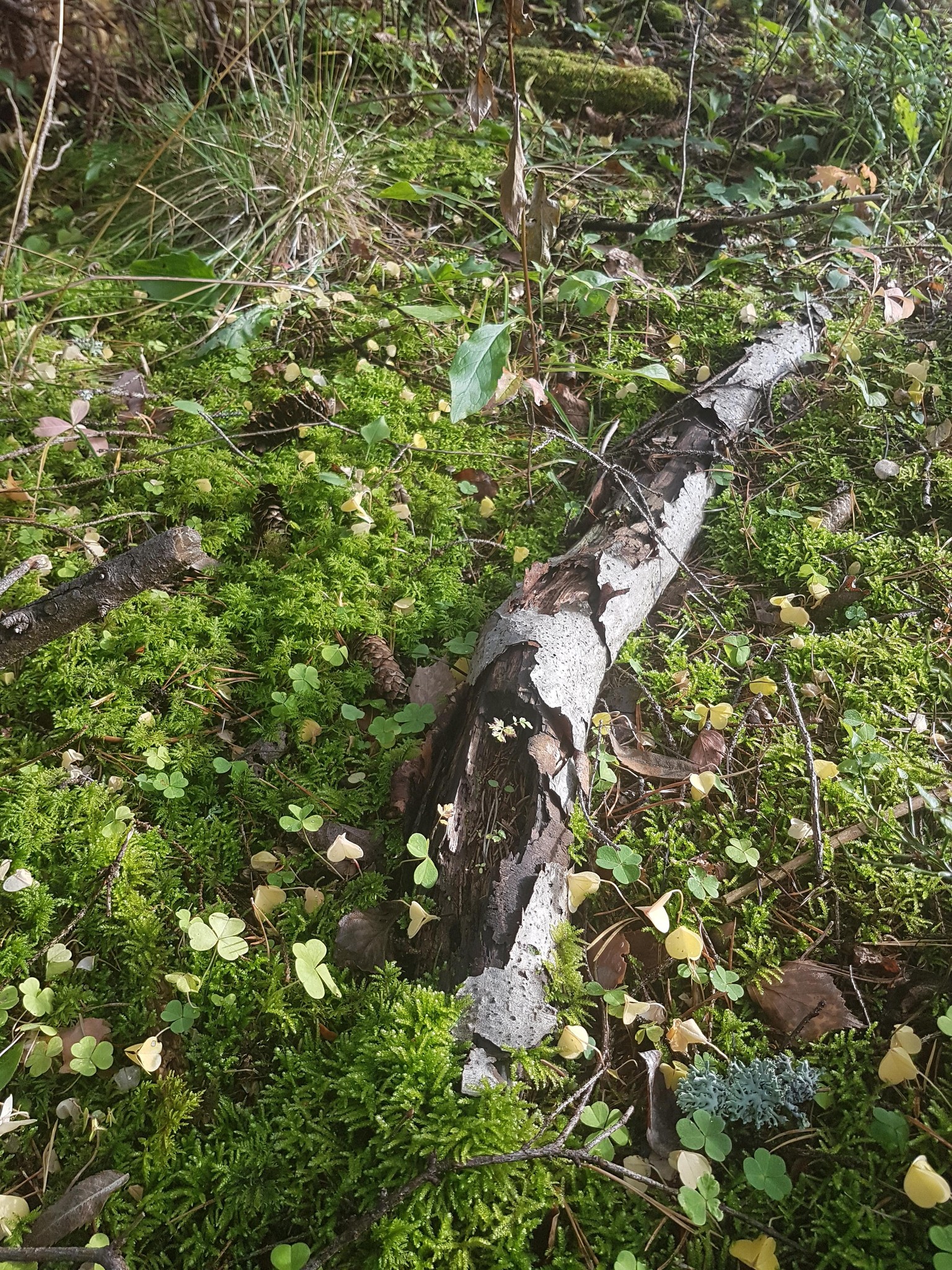 A walk through the forest - image 3 - student project