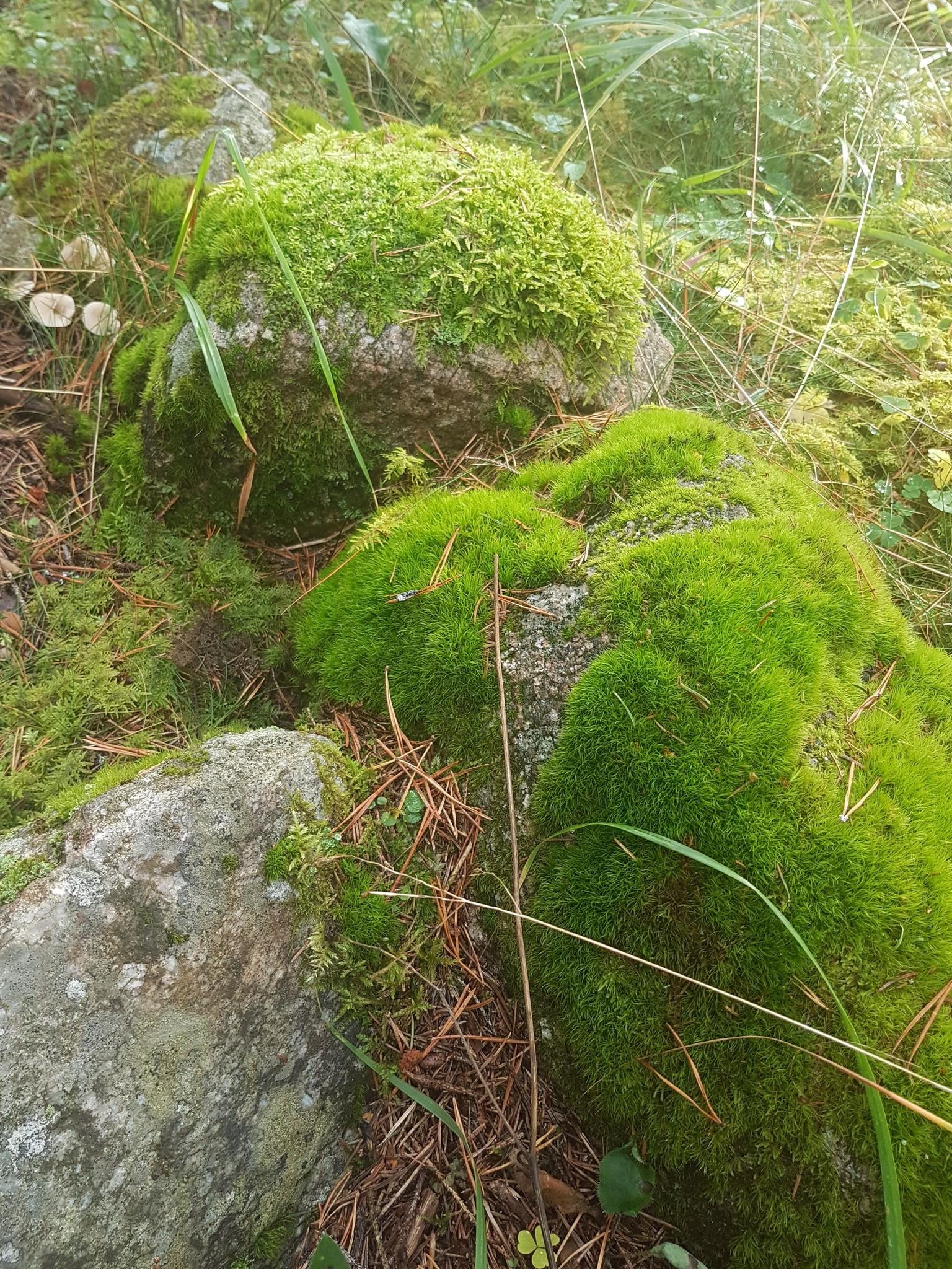 A walk through the forest - image 6 - student project