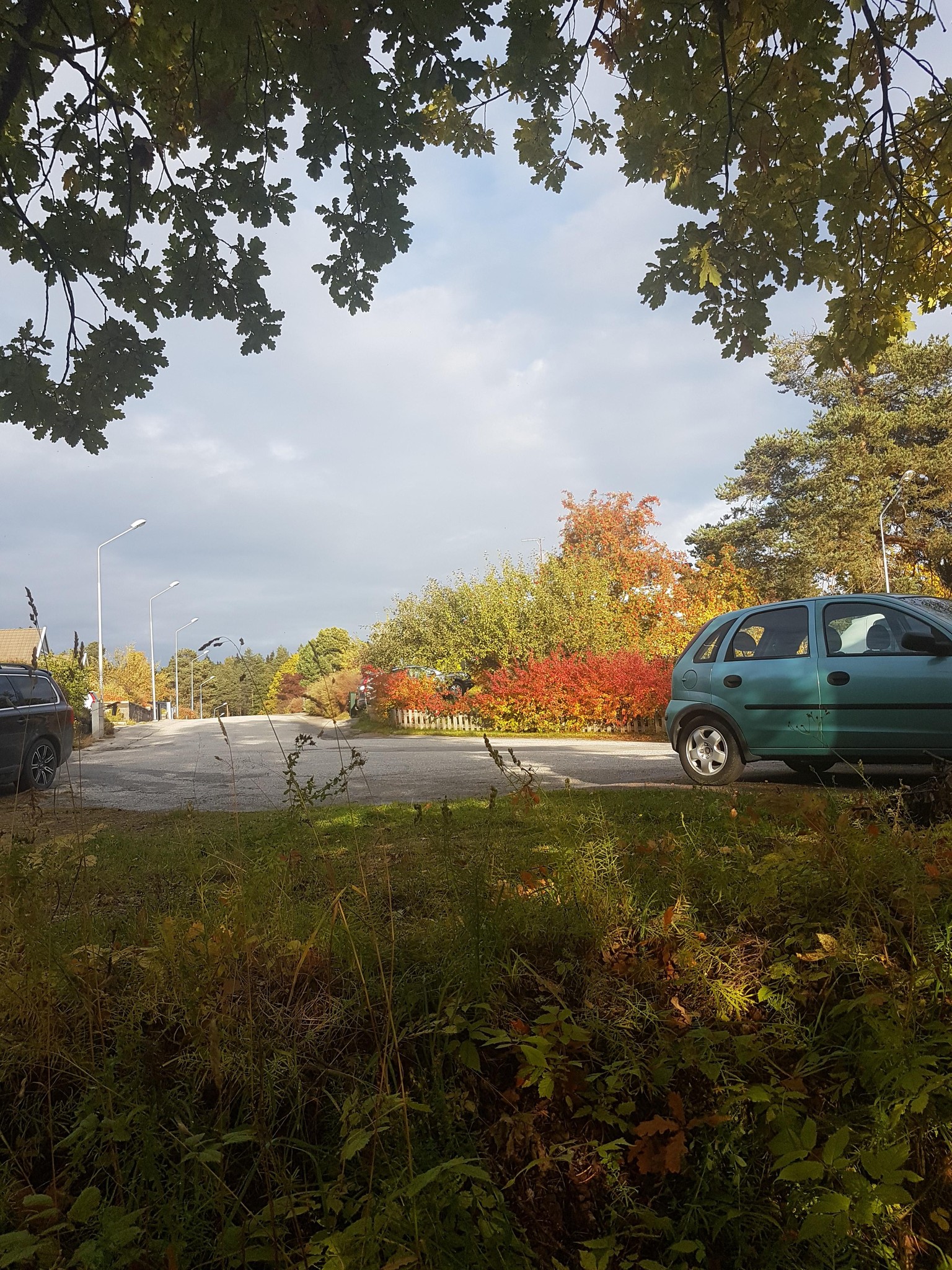 A walk through the forest - image 8 - student project