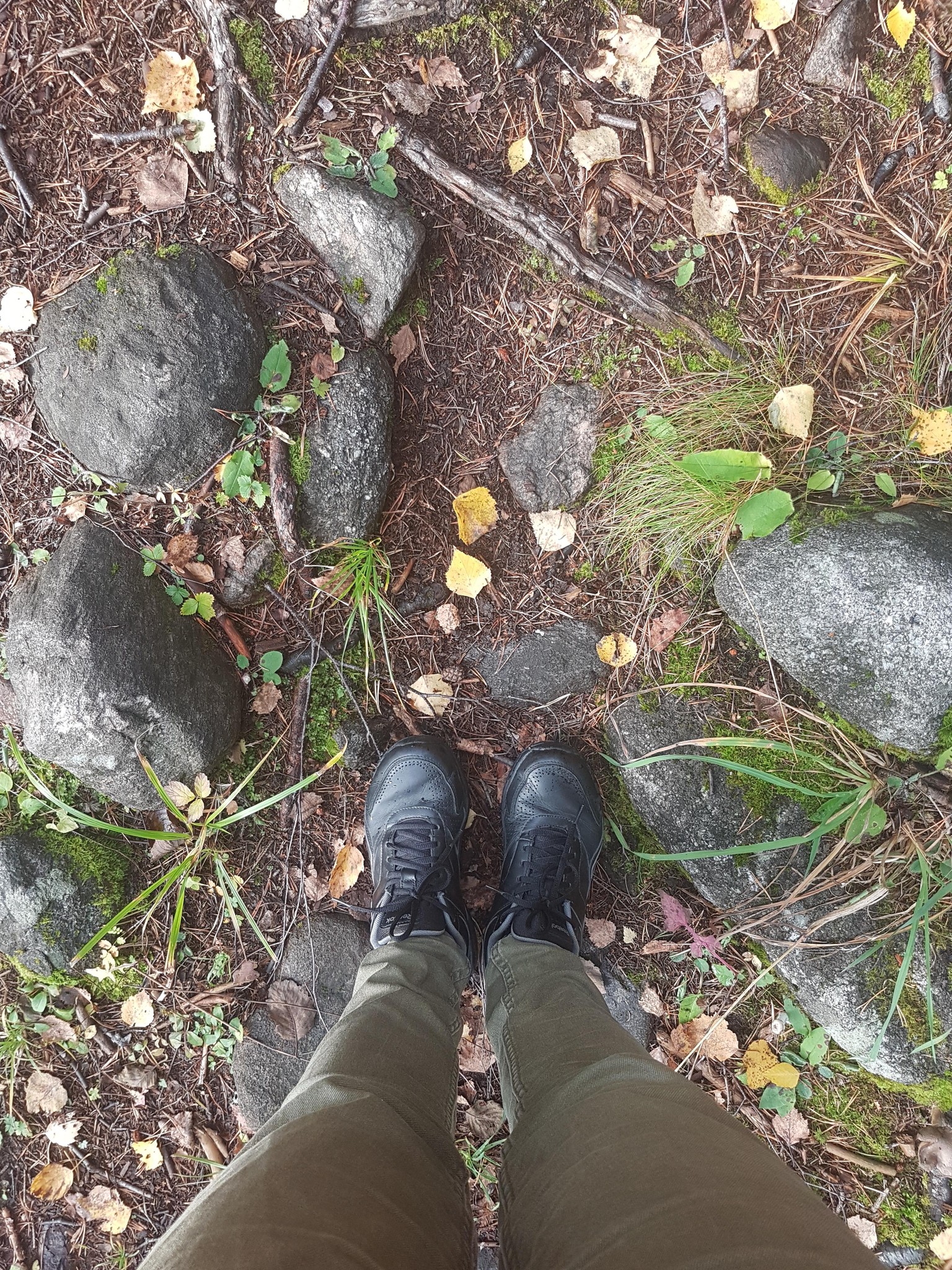 A walk through the forest - image 5 - student project