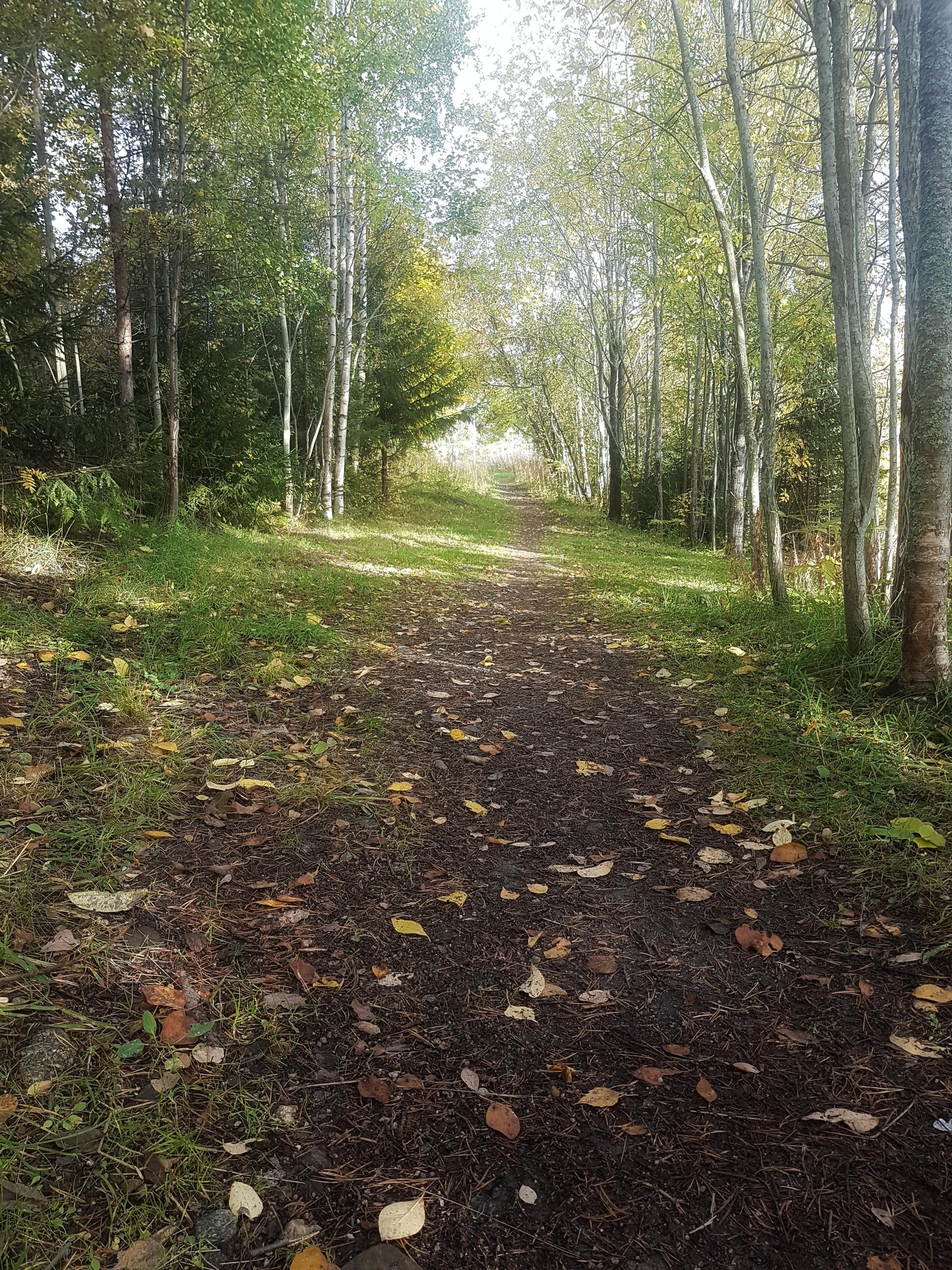 A walk through the forest - image 12 - student project