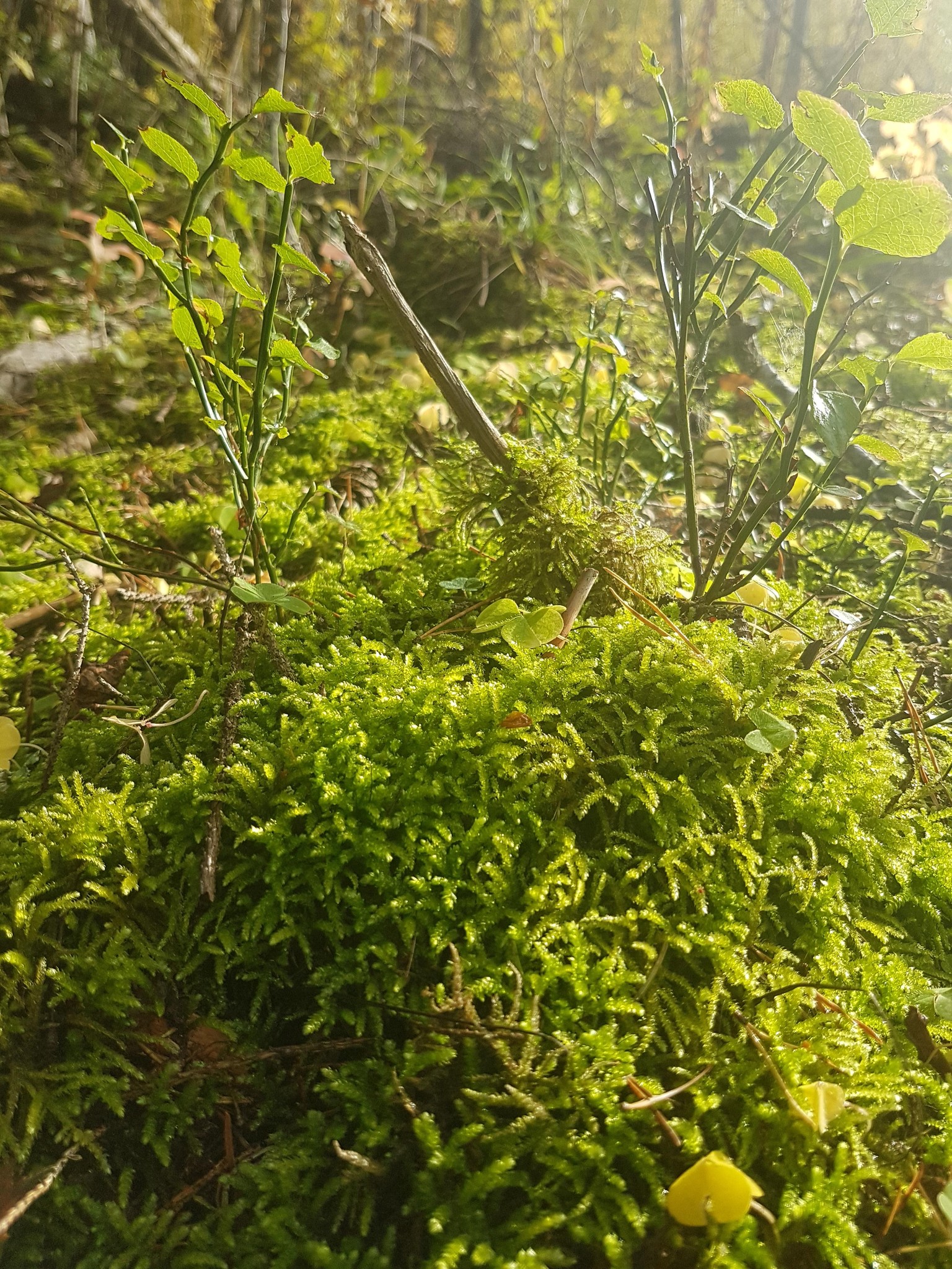 A walk through the forest - image 4 - student project