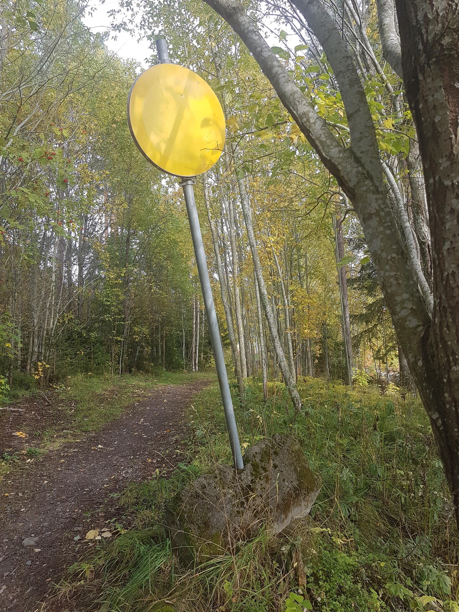 A walk through the forest - image 1 - student project