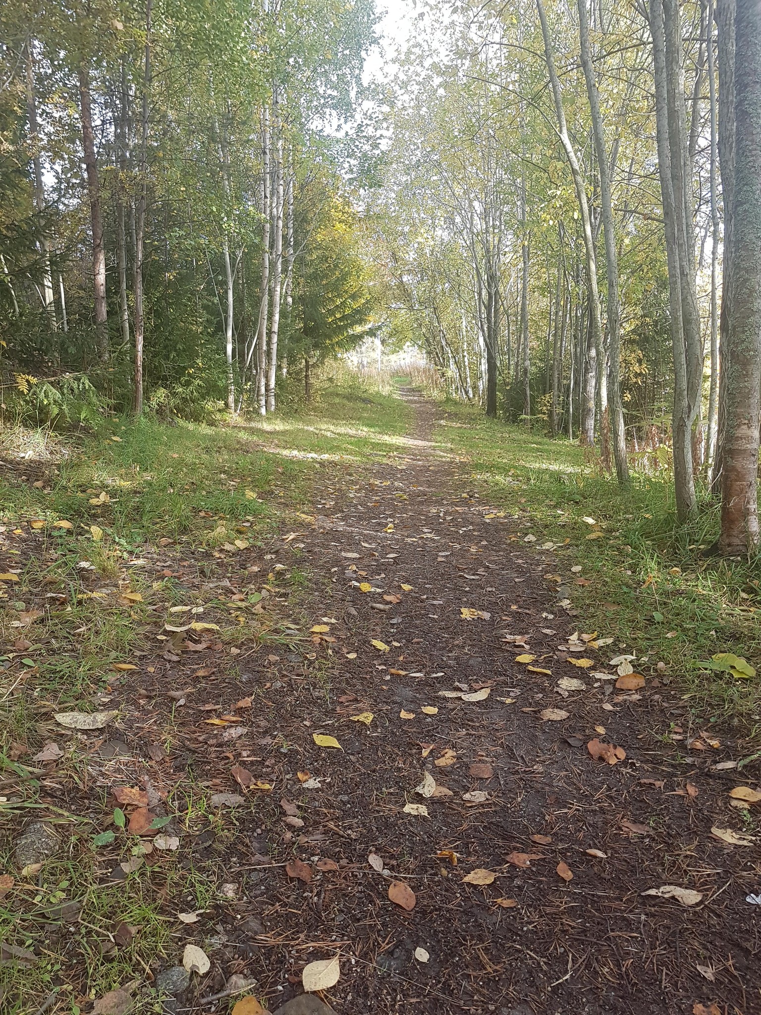 A walk through the forest - image 7 - student project