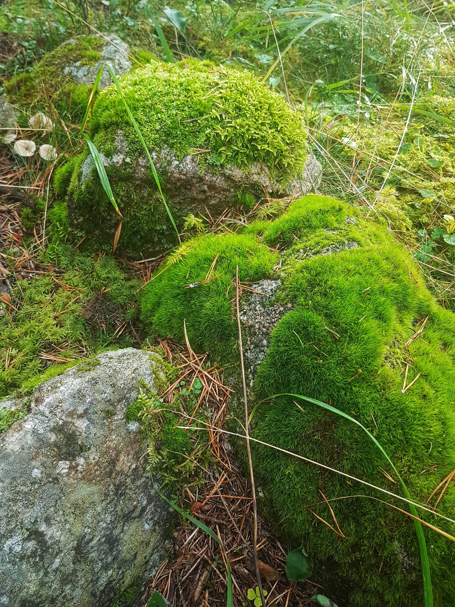 A walk through the forest - image 11 - student project