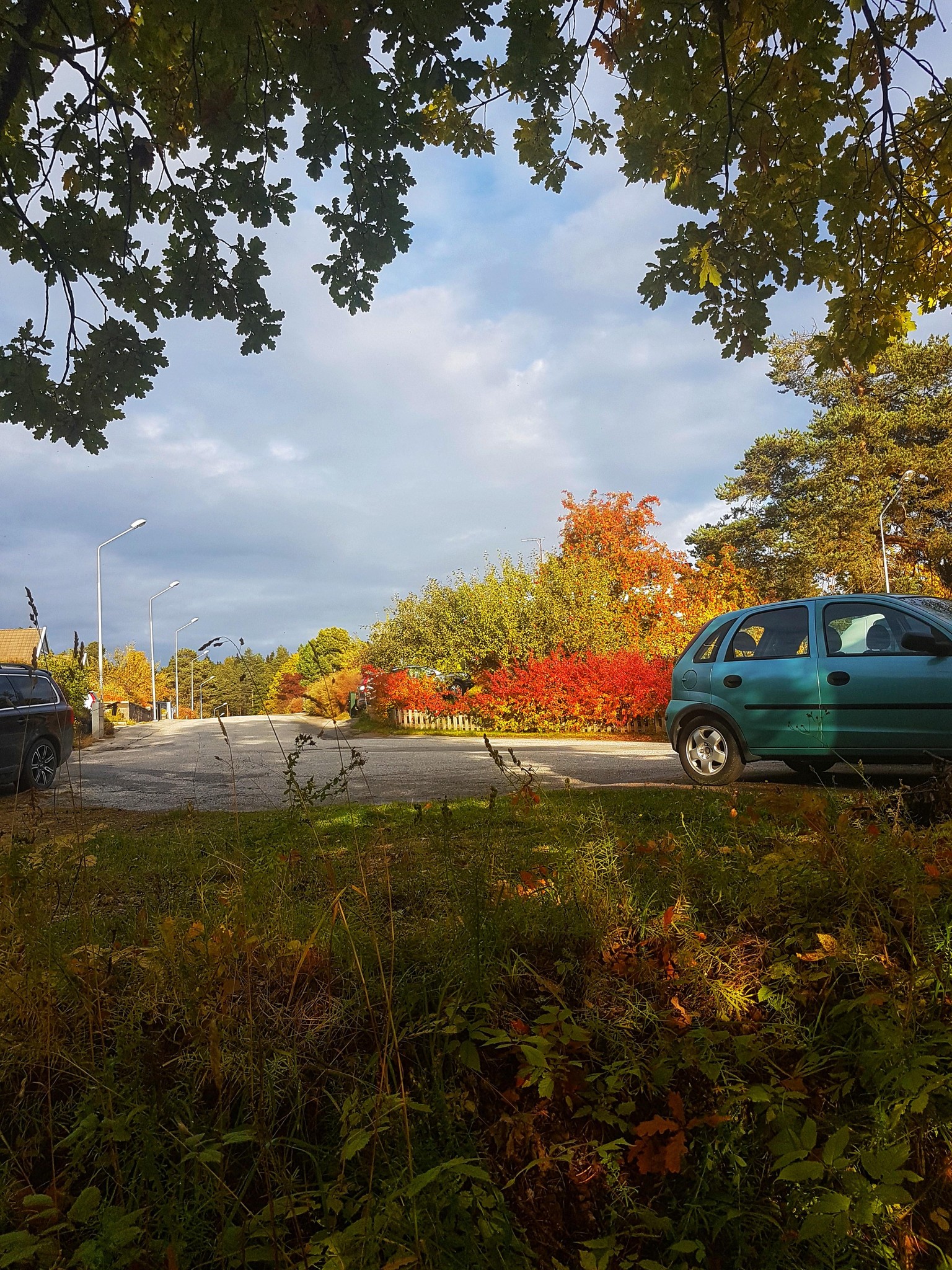 A walk through the forest - image 9 - student project