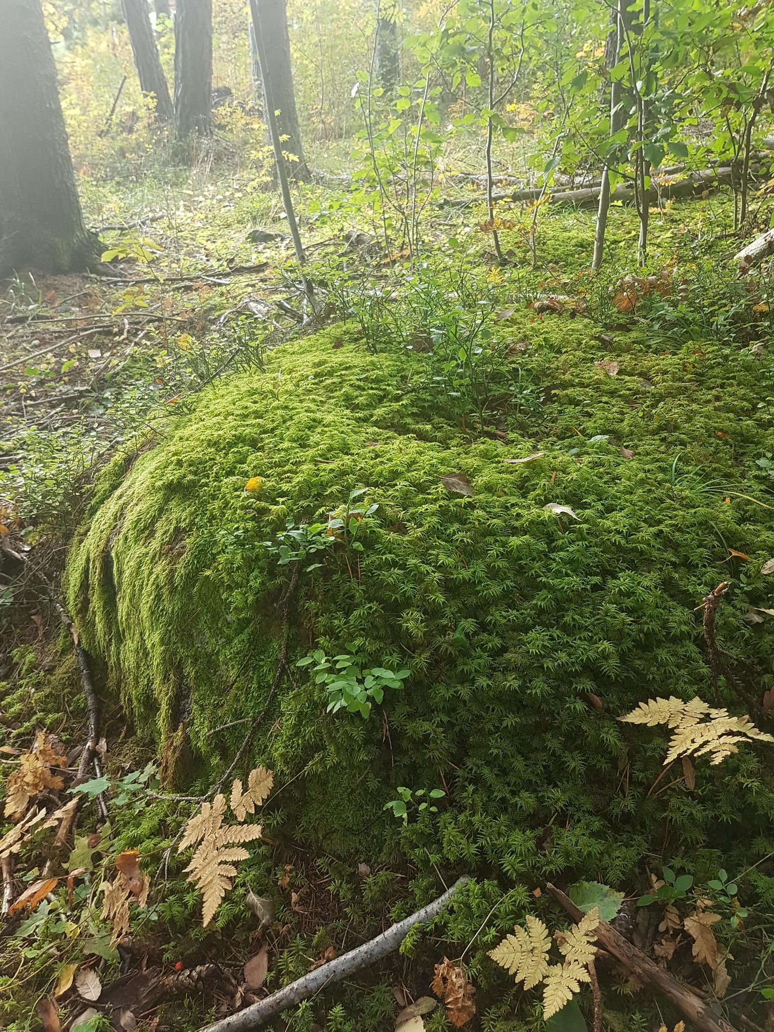 A walk through the forest - image 2 - student project
