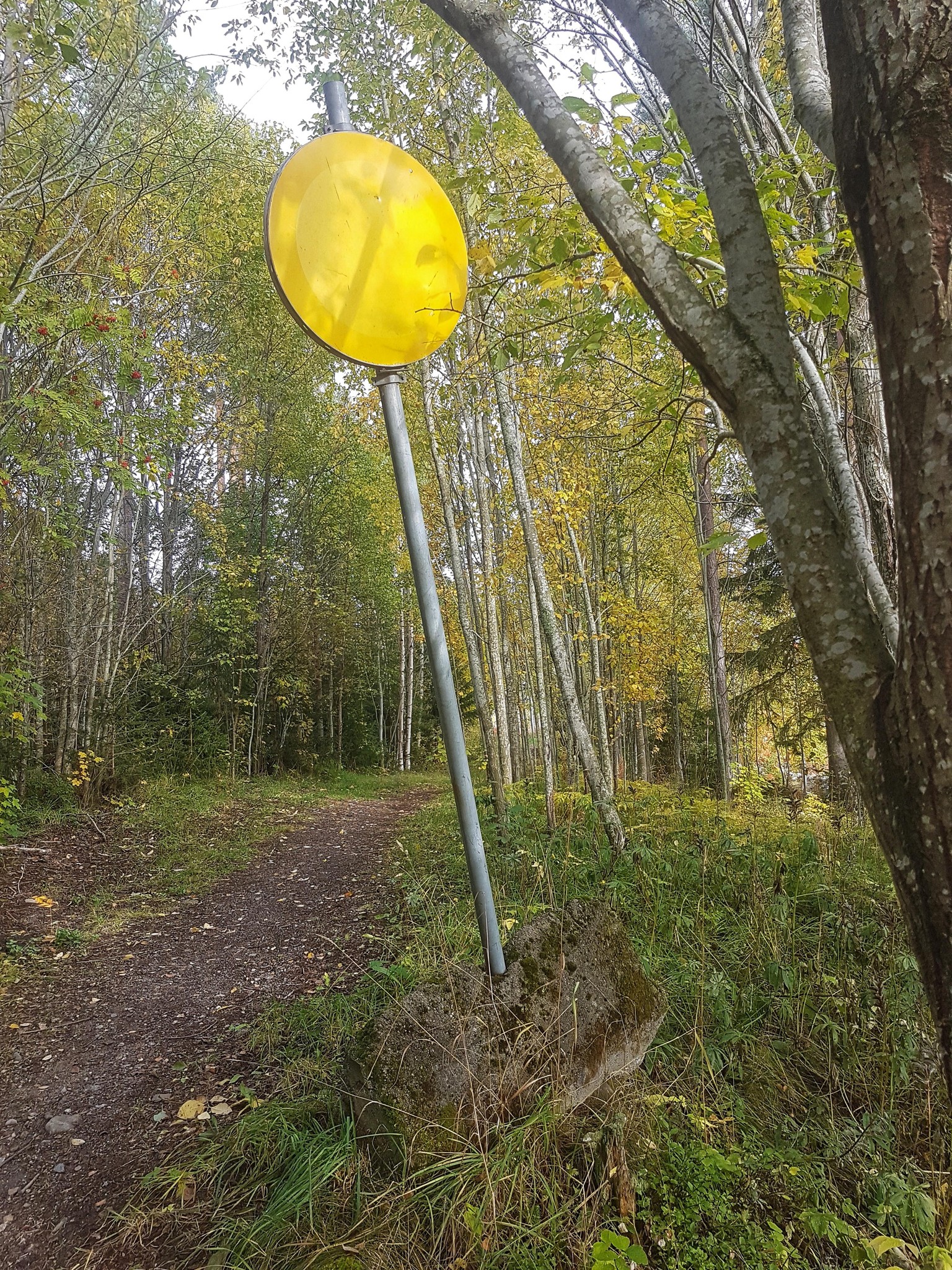 A walk through the forest - image 10 - student project