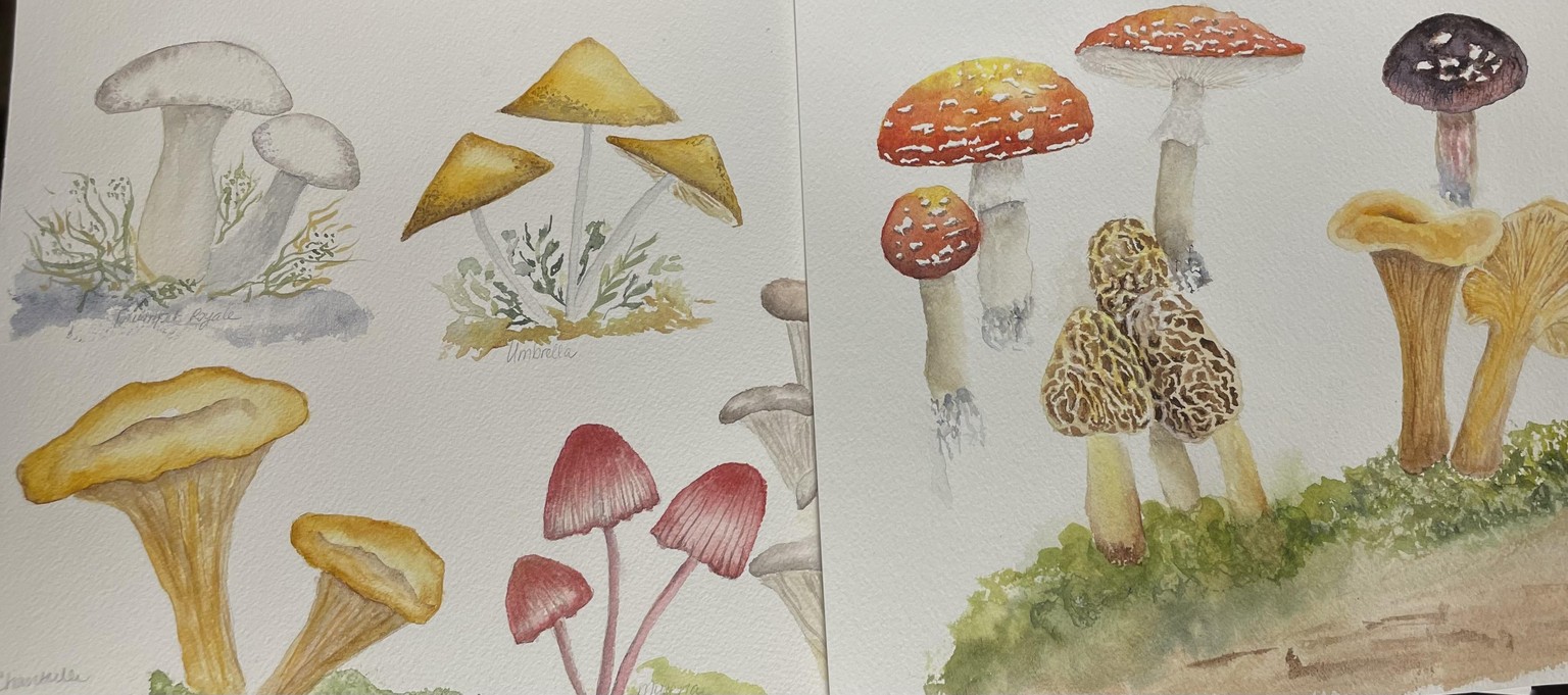 Mushroom Assortment - image 1 - student project