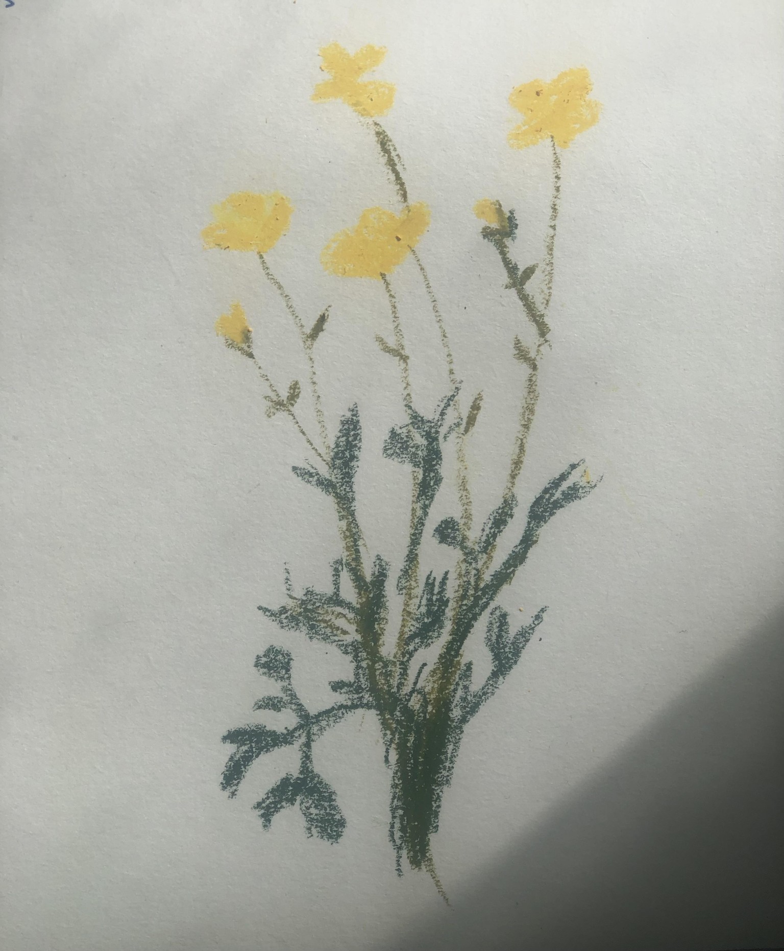 Buttercup flower - image 1 - student project