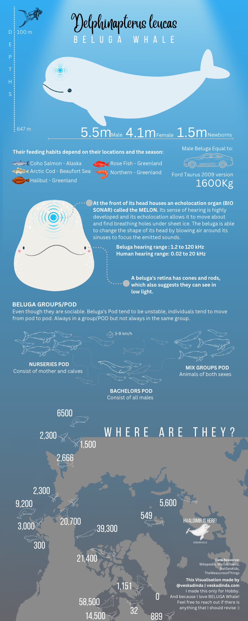 A Story of Beluga Whale - image 1 - student project