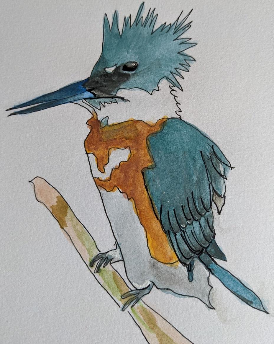 robin - image 1 - student project
