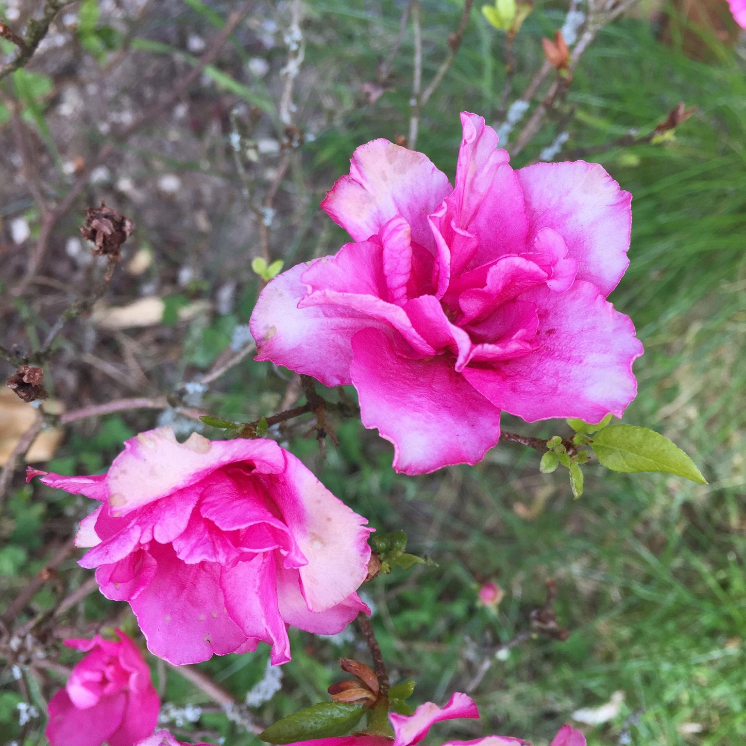 My spring flower - image 1 - student project