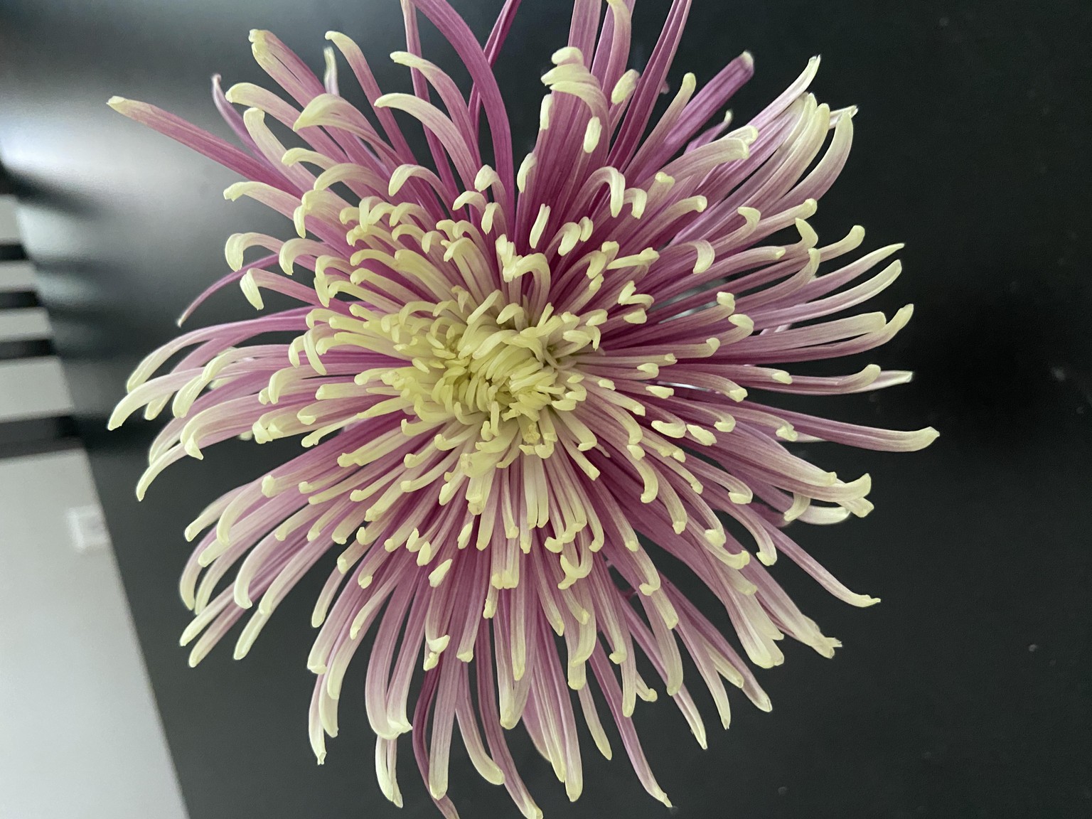My favorite abstract flowers - image 9 - student project