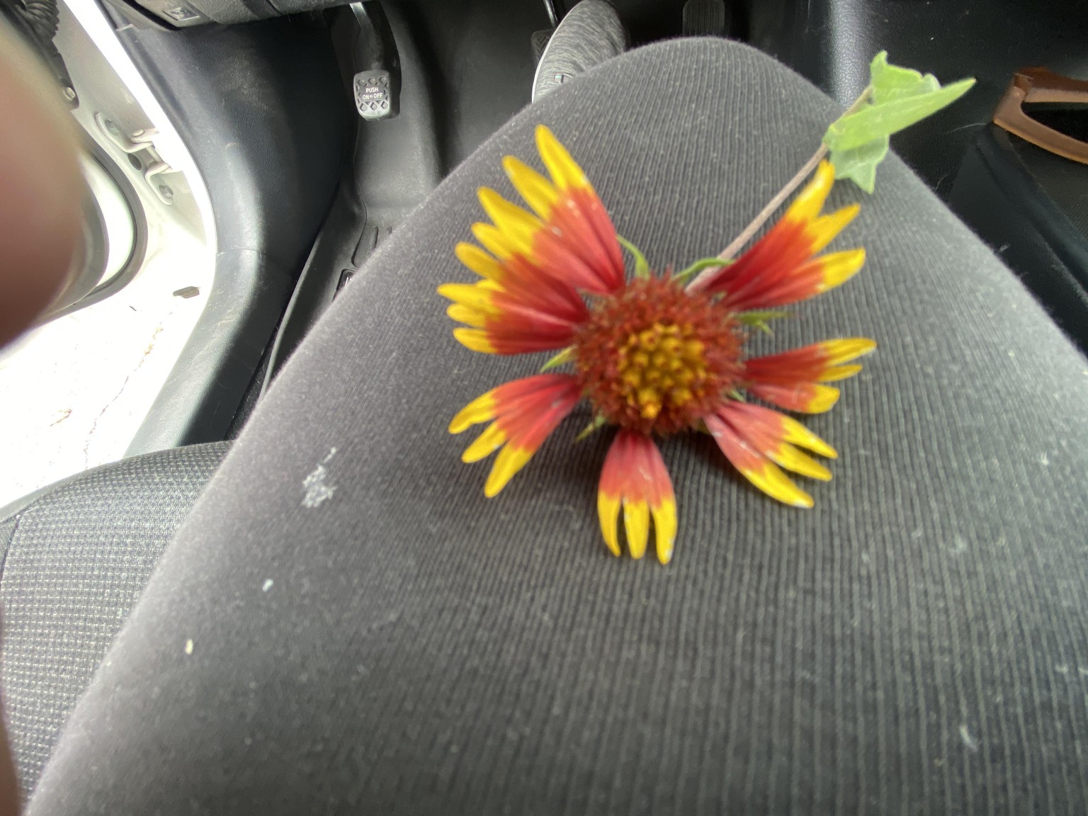My favorite abstract flowers - image 3 - student project