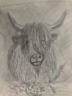 Highland Cow - image 1 - student project