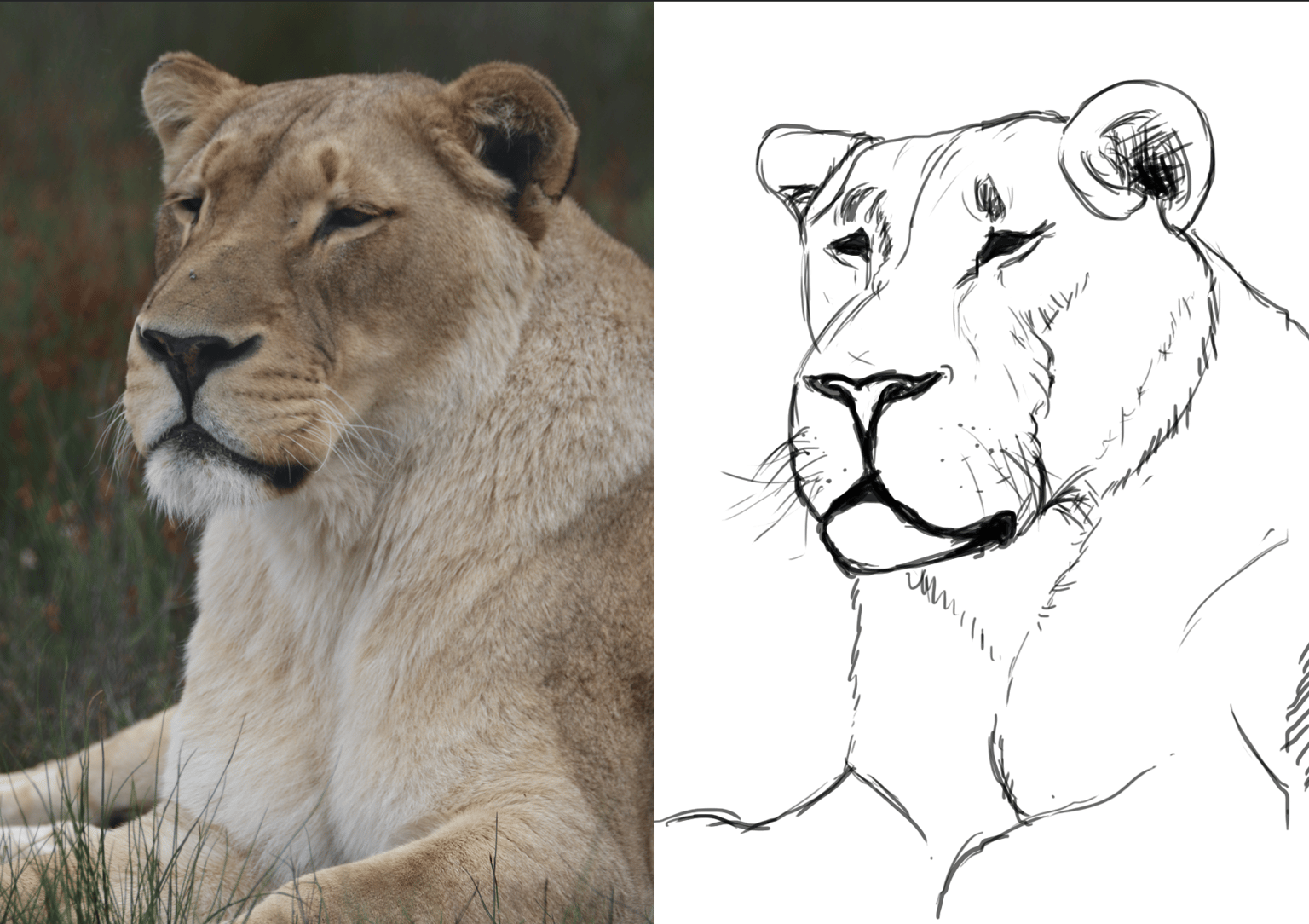 Lion line work - image 2 - student project