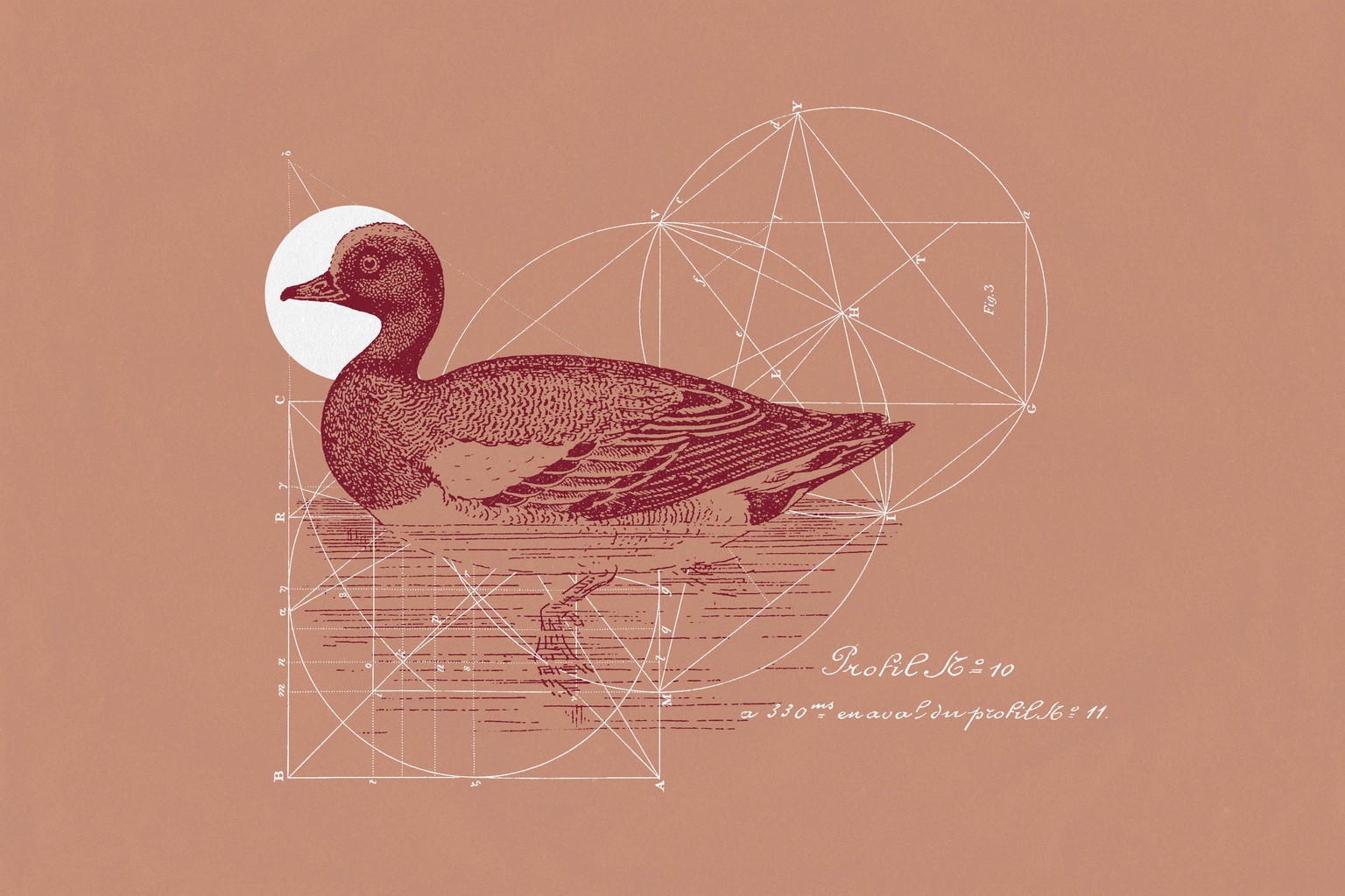 Duck Collage - image 1 - student project