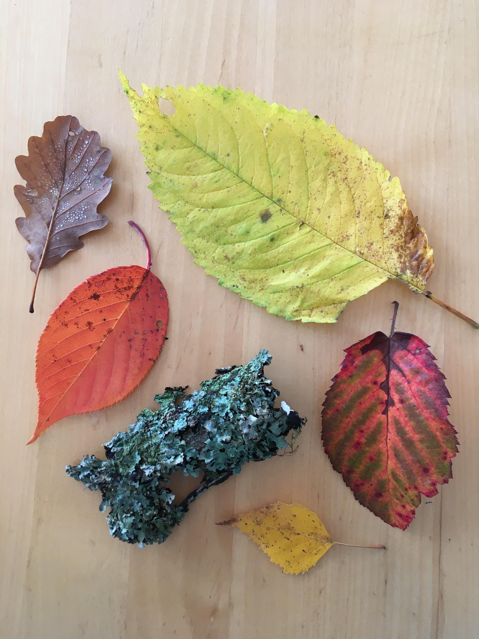 Autumn page in my nature journal - image 2 - student project