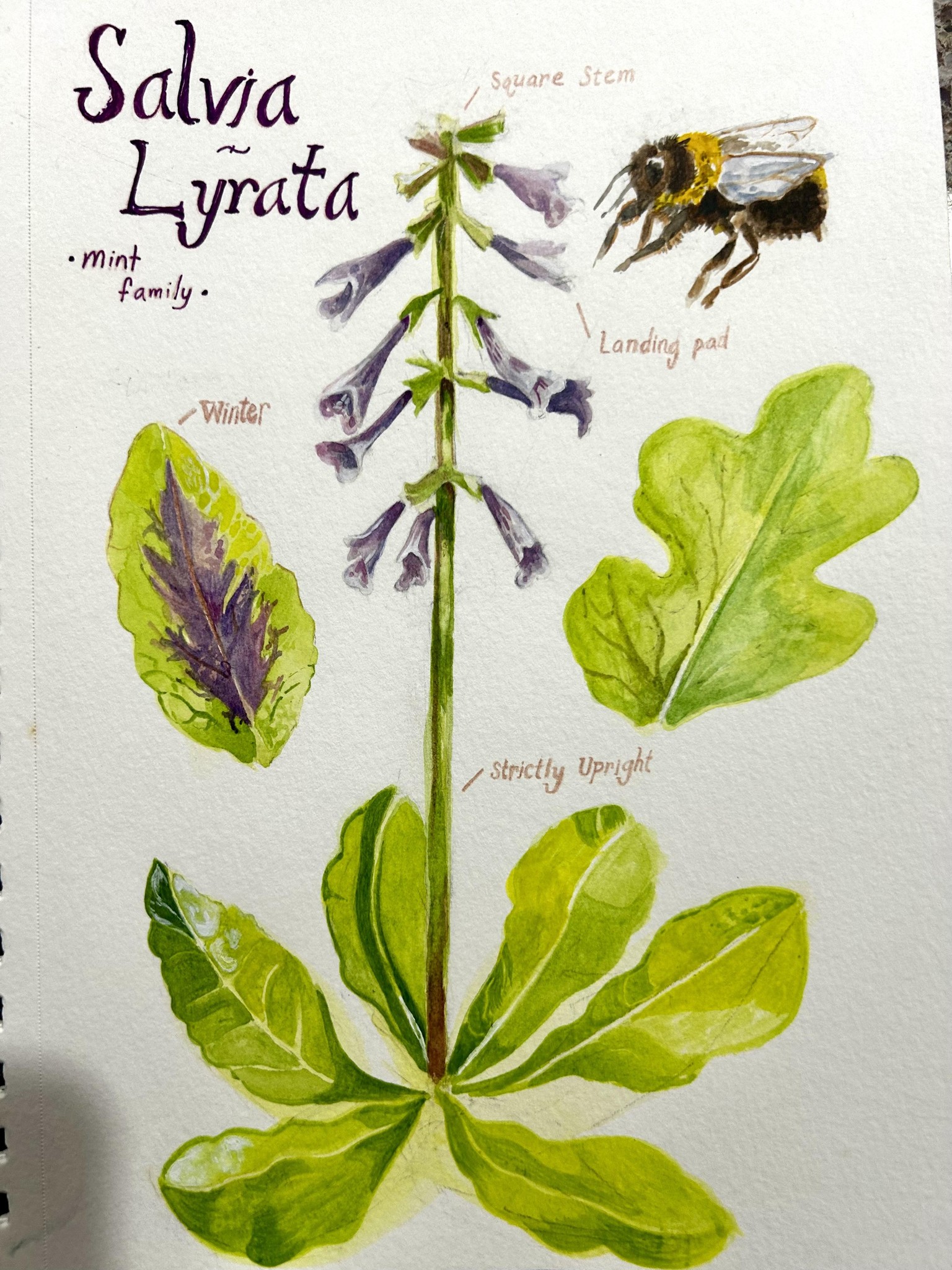 Lyreleaf Sage - image 1 - student project