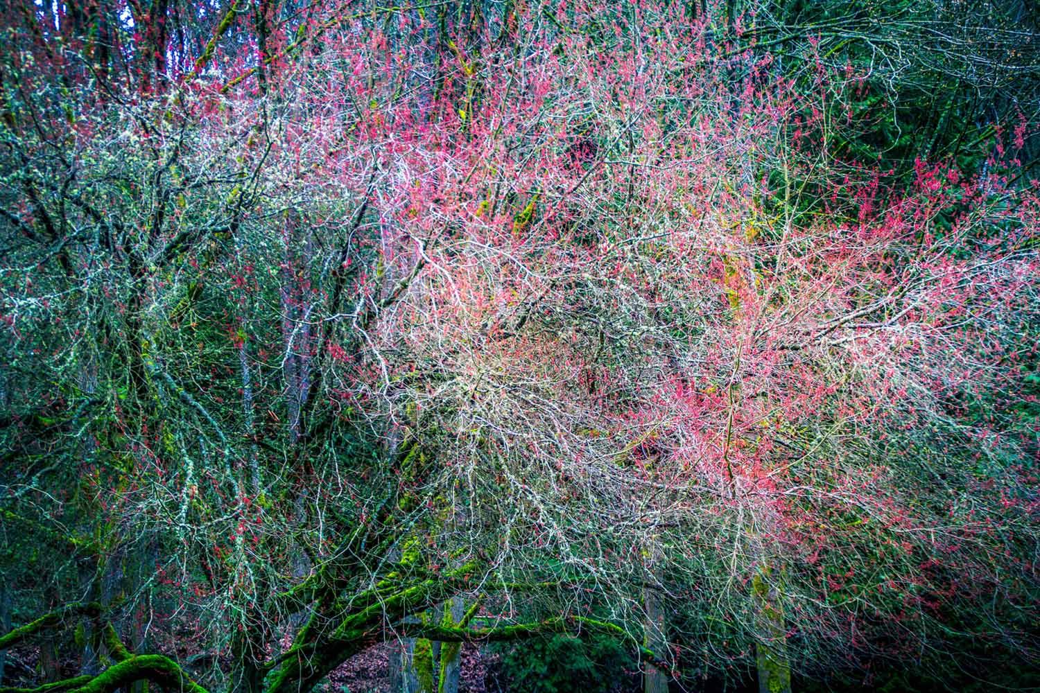 The Spring Queen - image 1 - student project